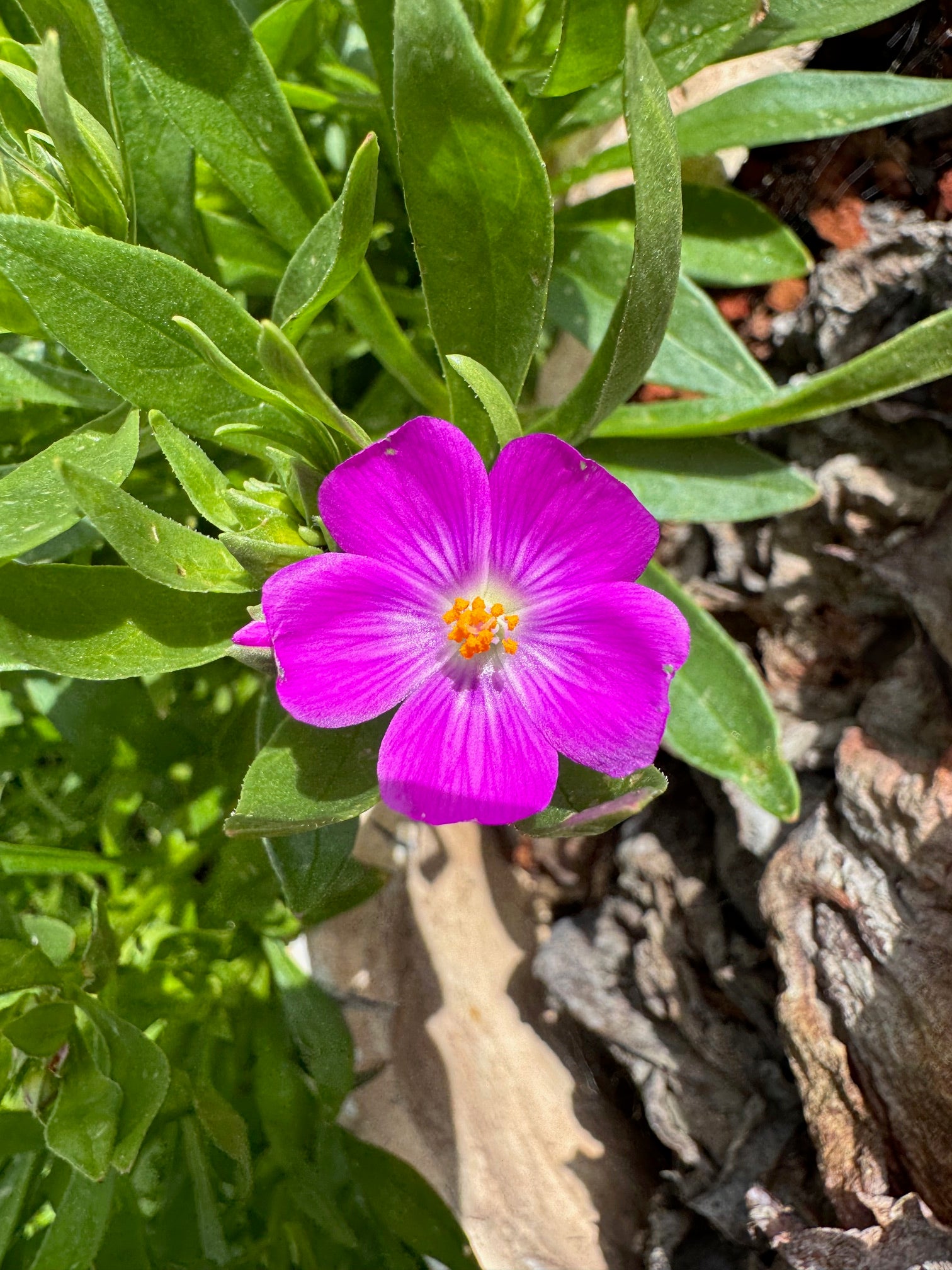 Red Maids | Calandrinia menziesii