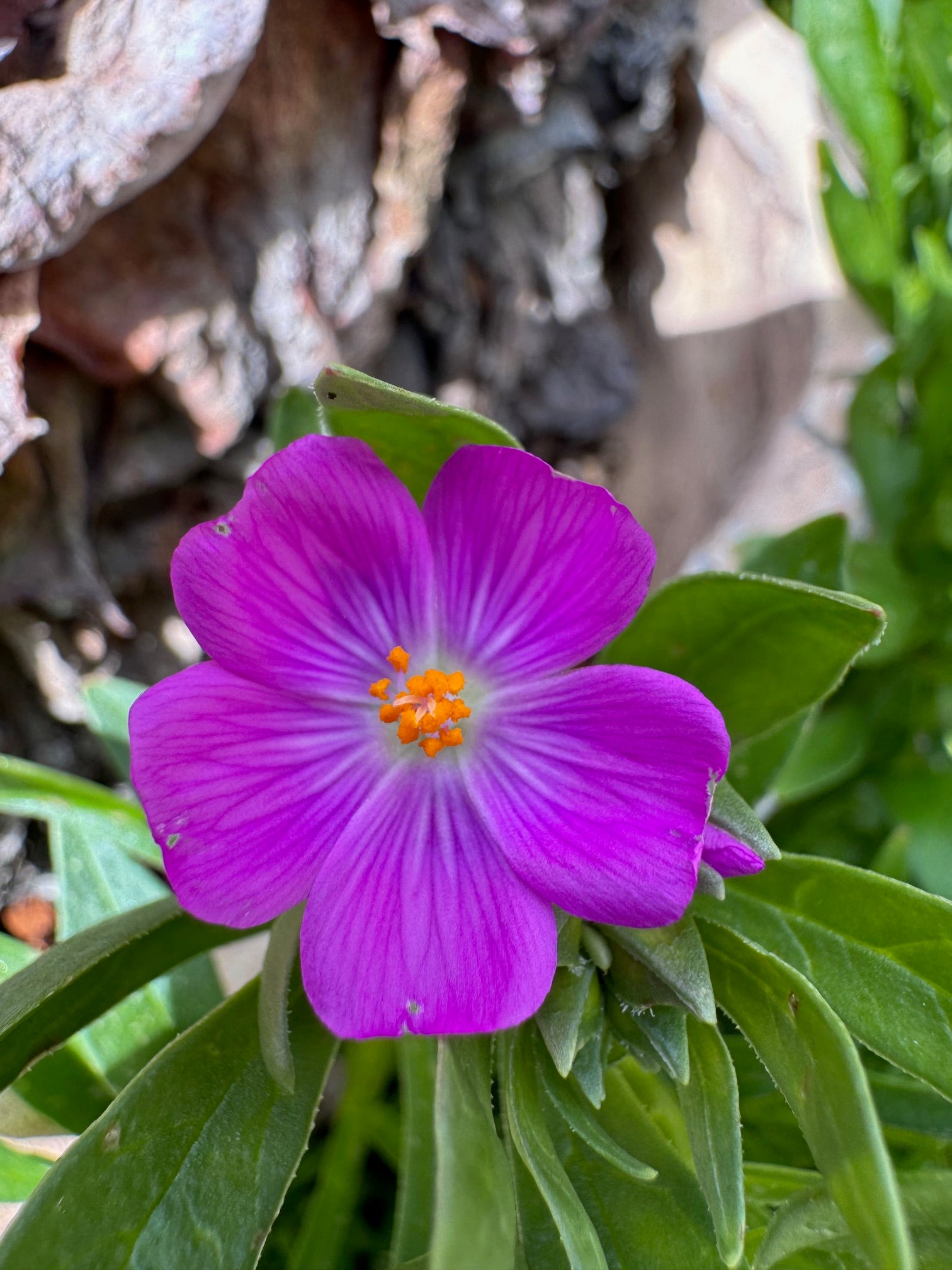 Red Maids | Calandrinia menziesii