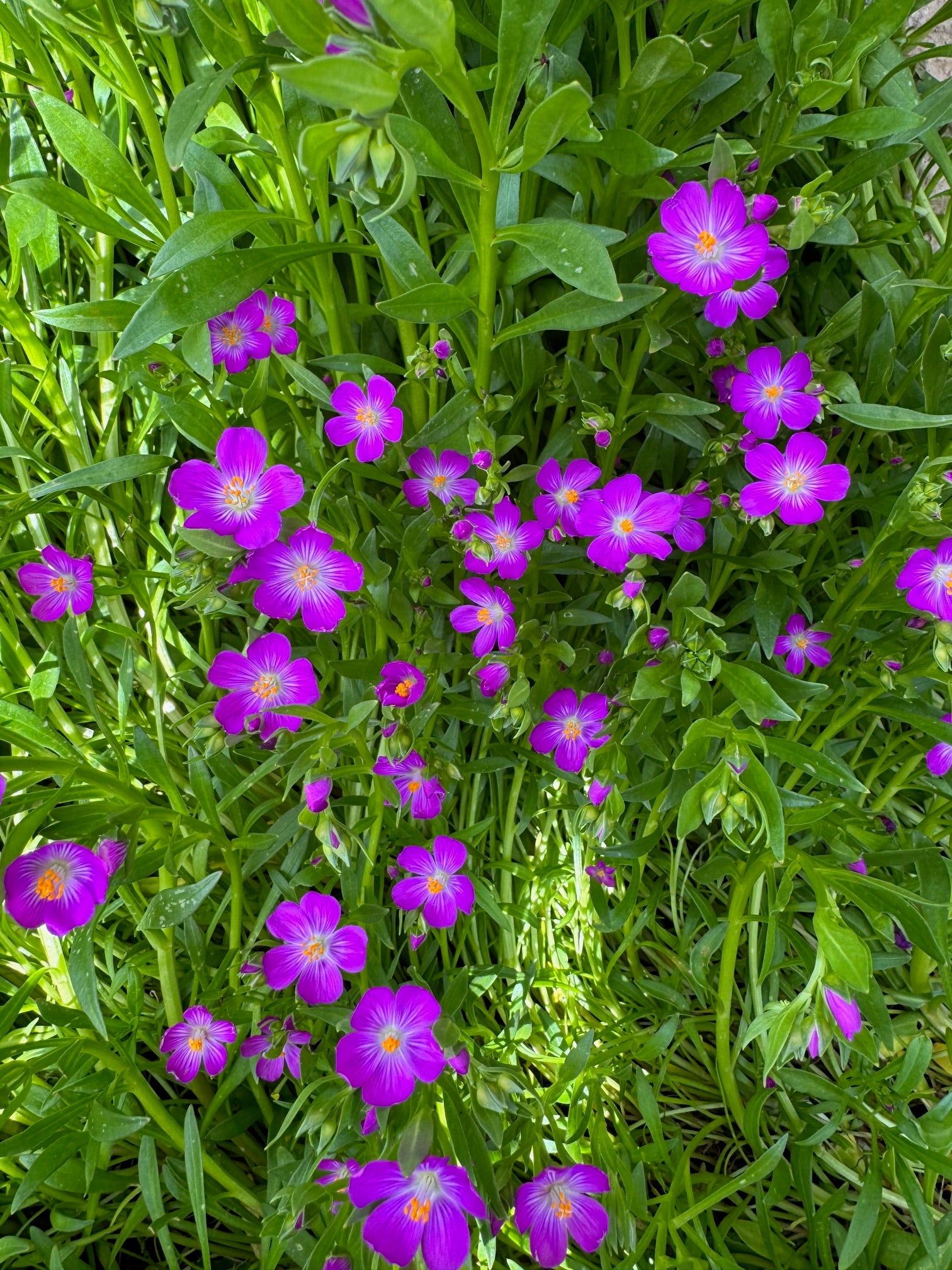 Red Maids | Calandrinia menziesii