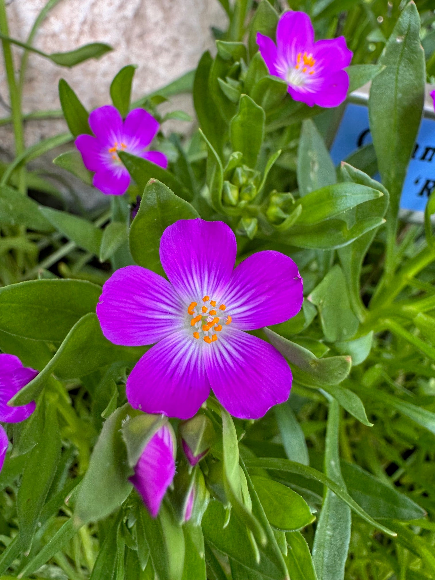 Red Maids | Calandrinia menziesii