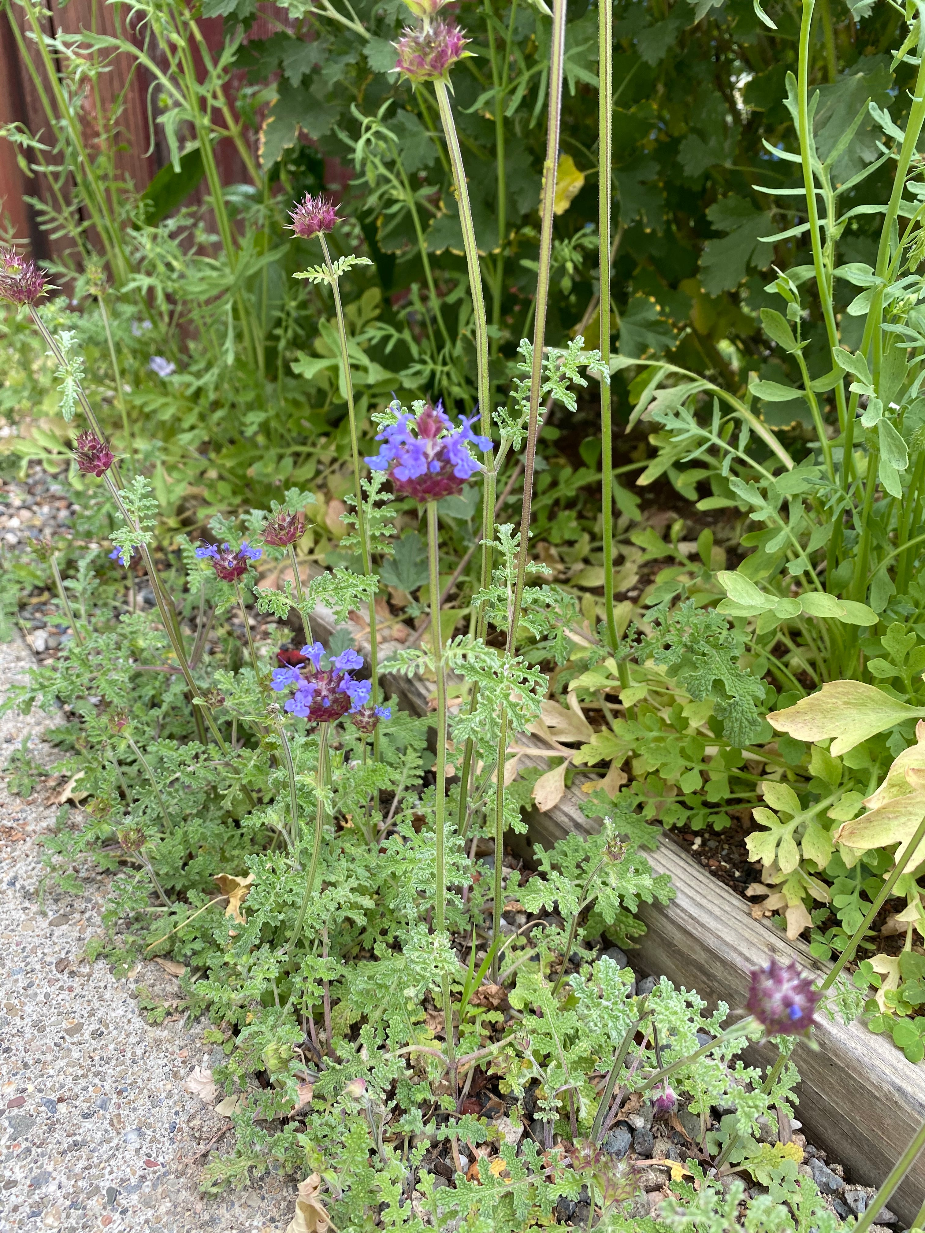 Golden Chia | Salvia Columbariae seeds