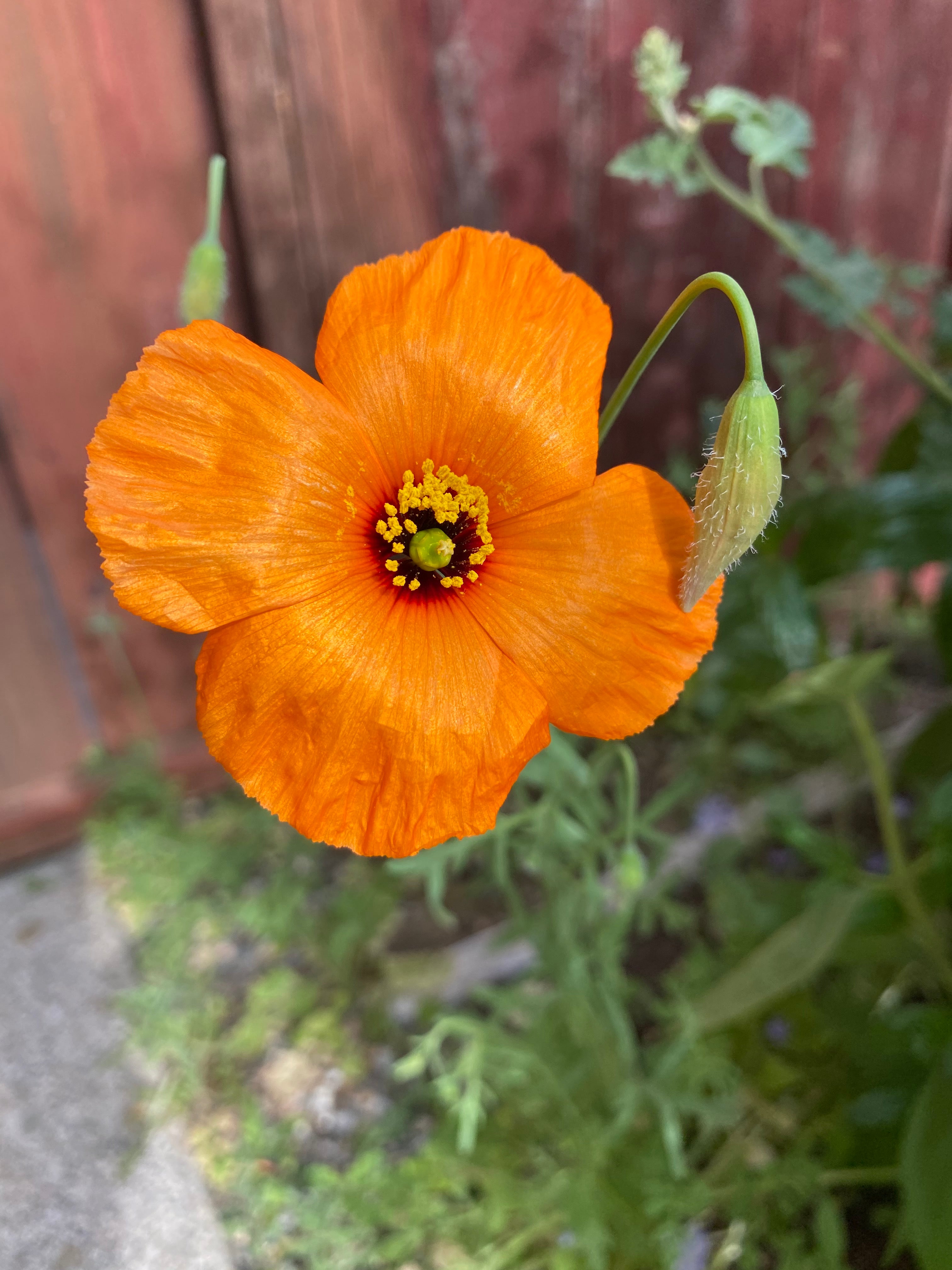 Wind Poppy | Papaver Heterophyllum