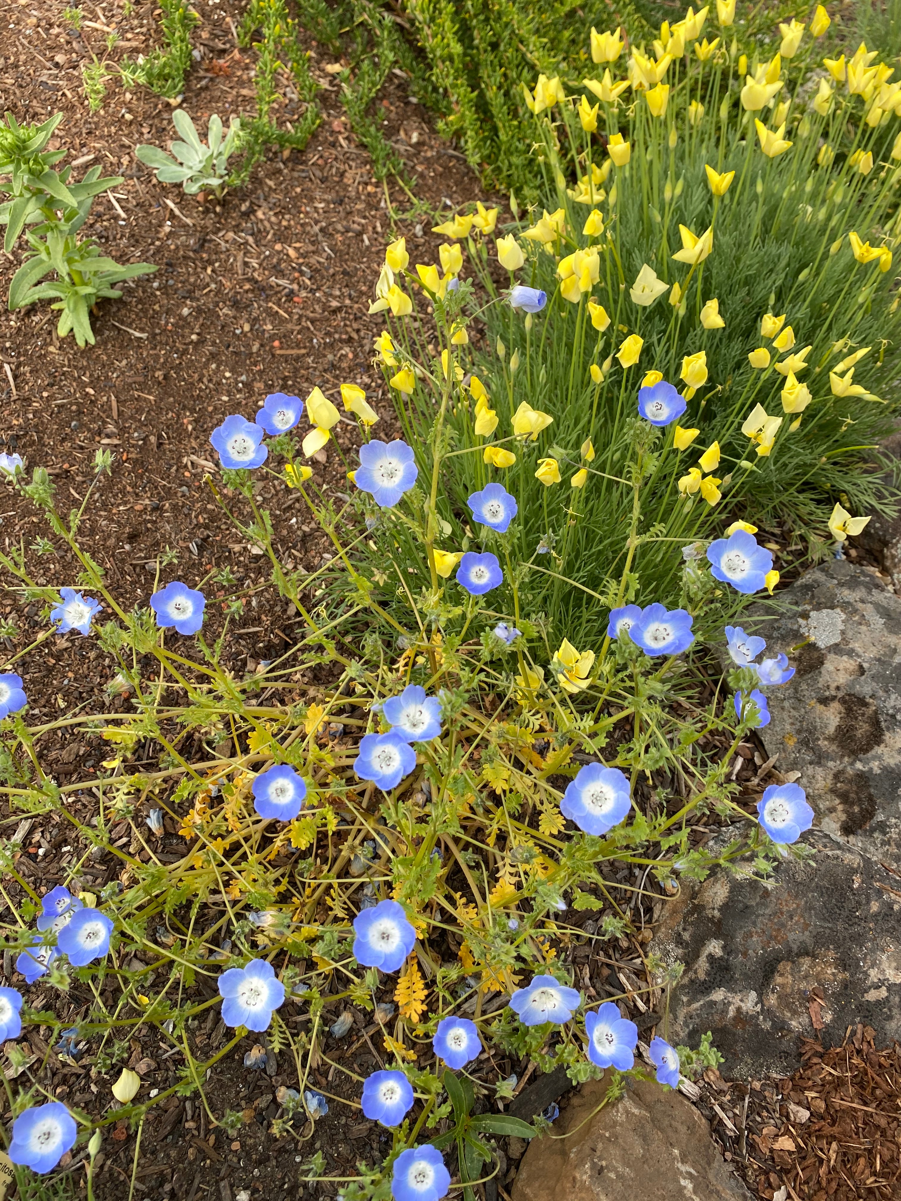 Tufted California Poppy | Eschscholzia caespitosa