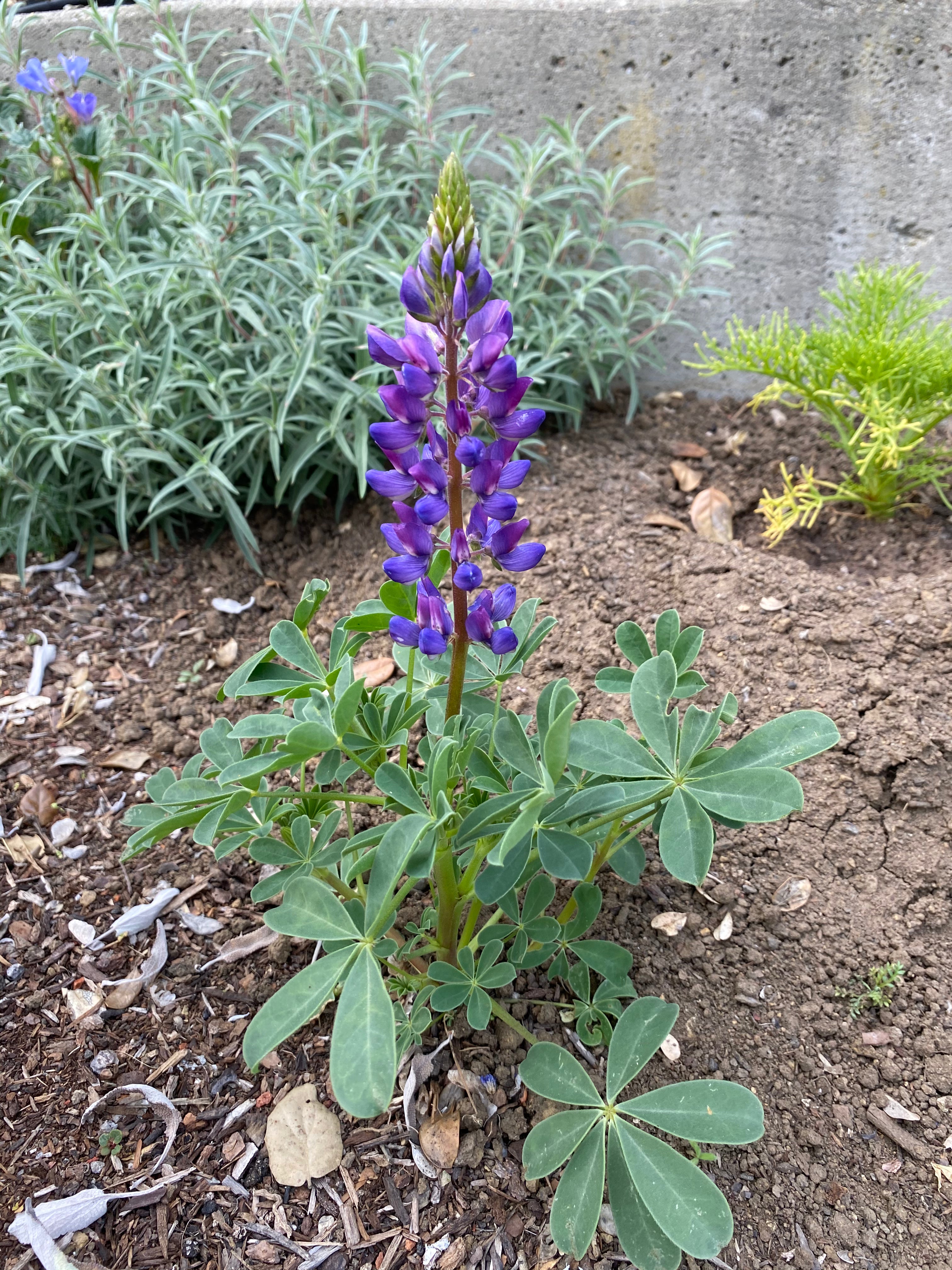 Arroyo Lupine | Lupinus succulentus seeds