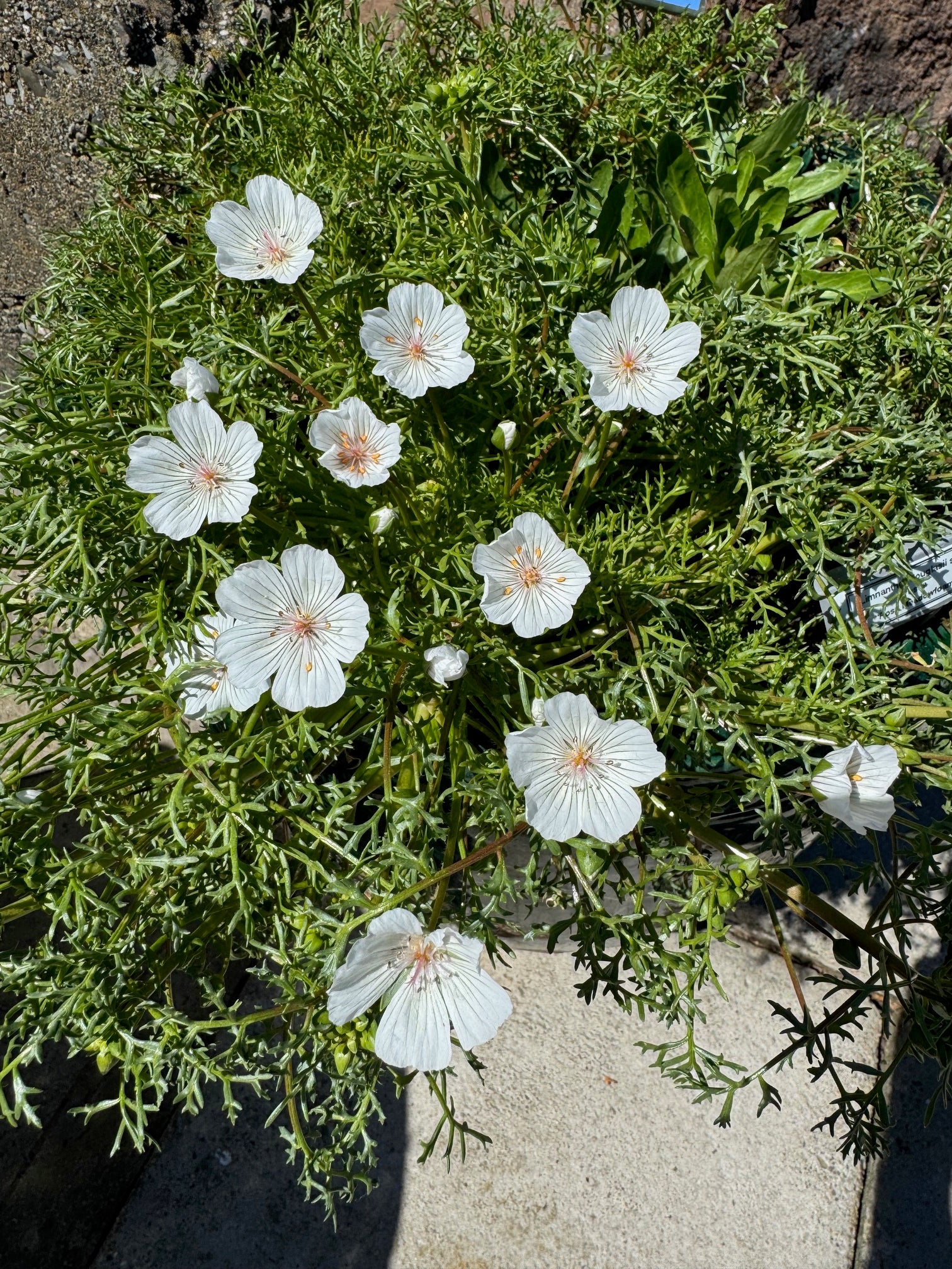 meadowfoam flower seeds Pink Meadowfoam