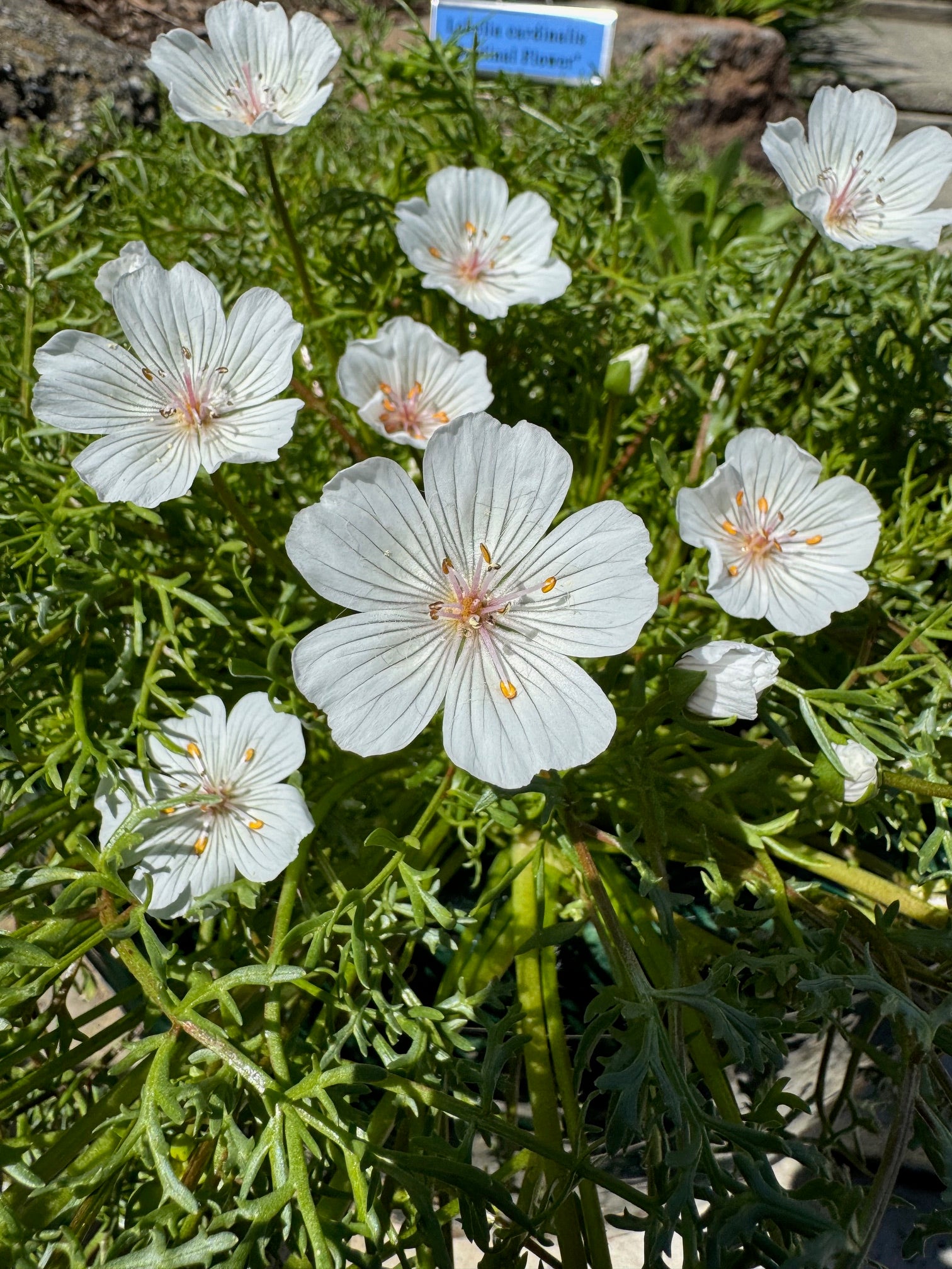 Pink Meadowfoam | Limnanthes douglasii ssp. rosea seeds
