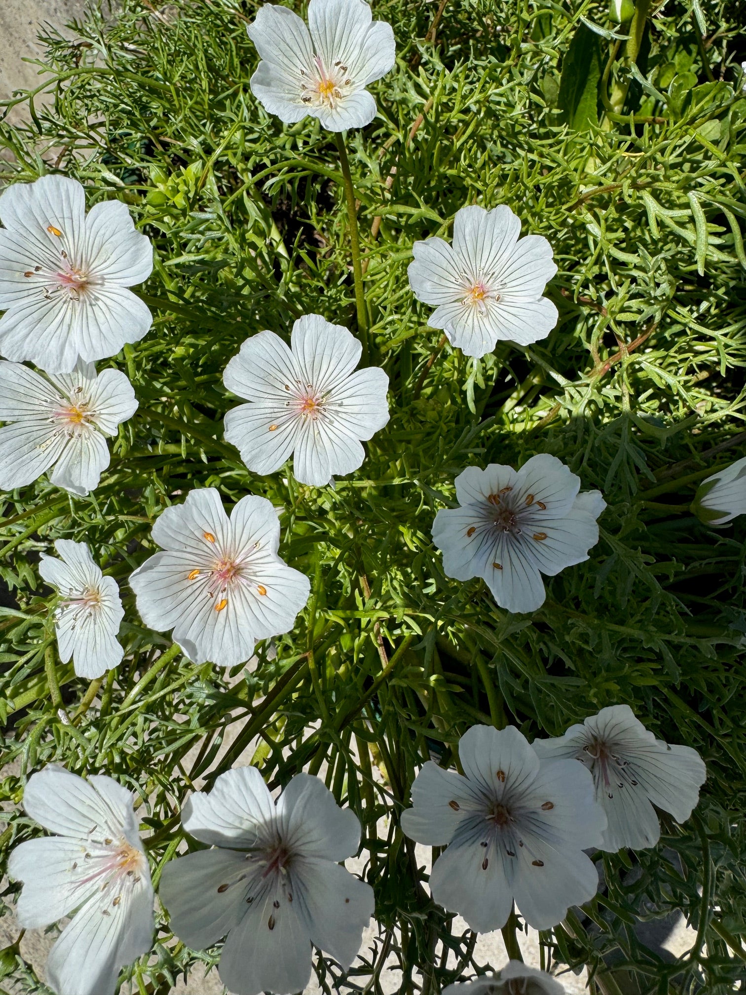 Pink Meadowfoam | Limnanthes douglasii ssp. rosea seeds
