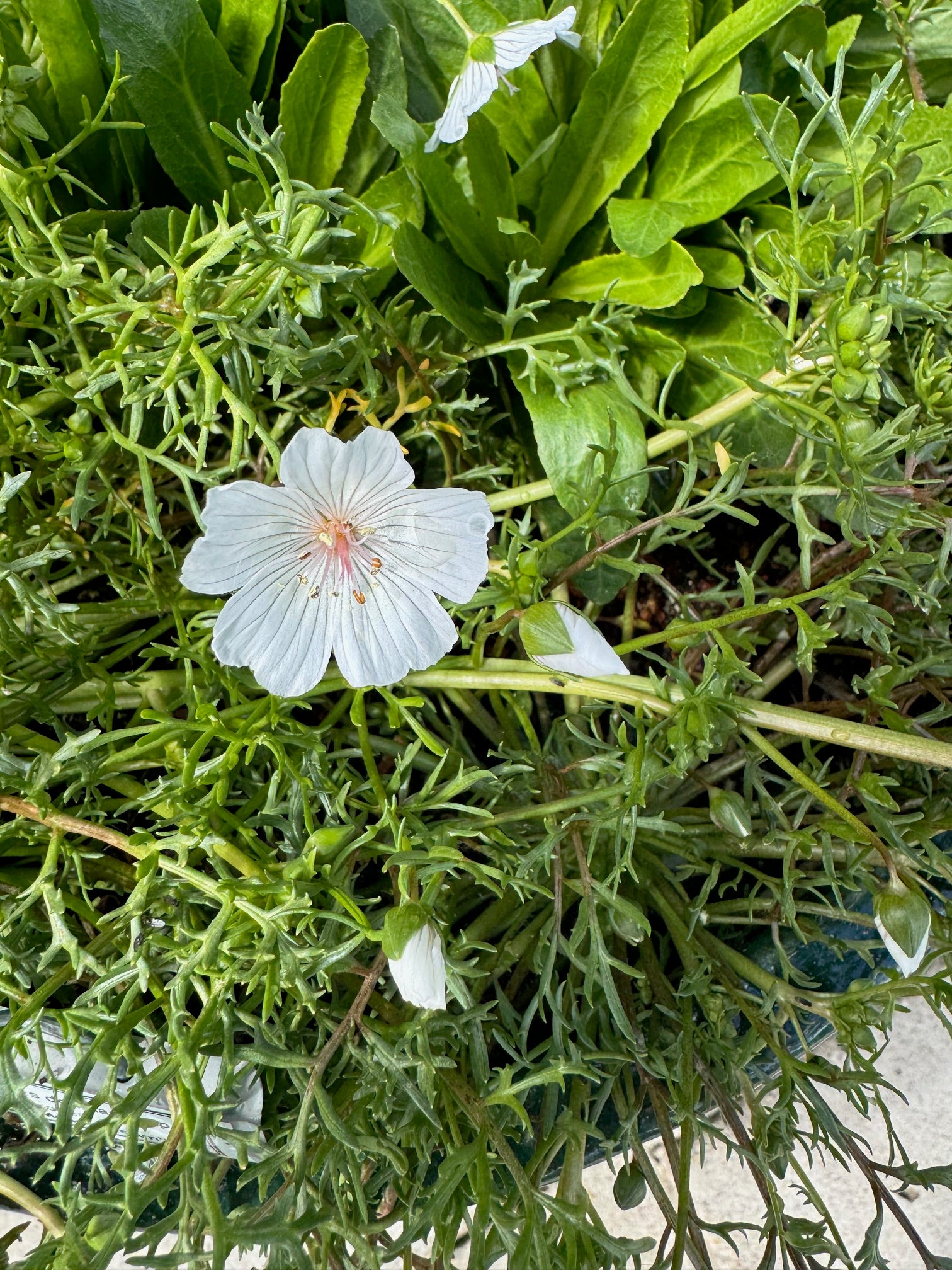 Pink Meadowfoam | Limnanthes douglasii ssp. rosea seeds