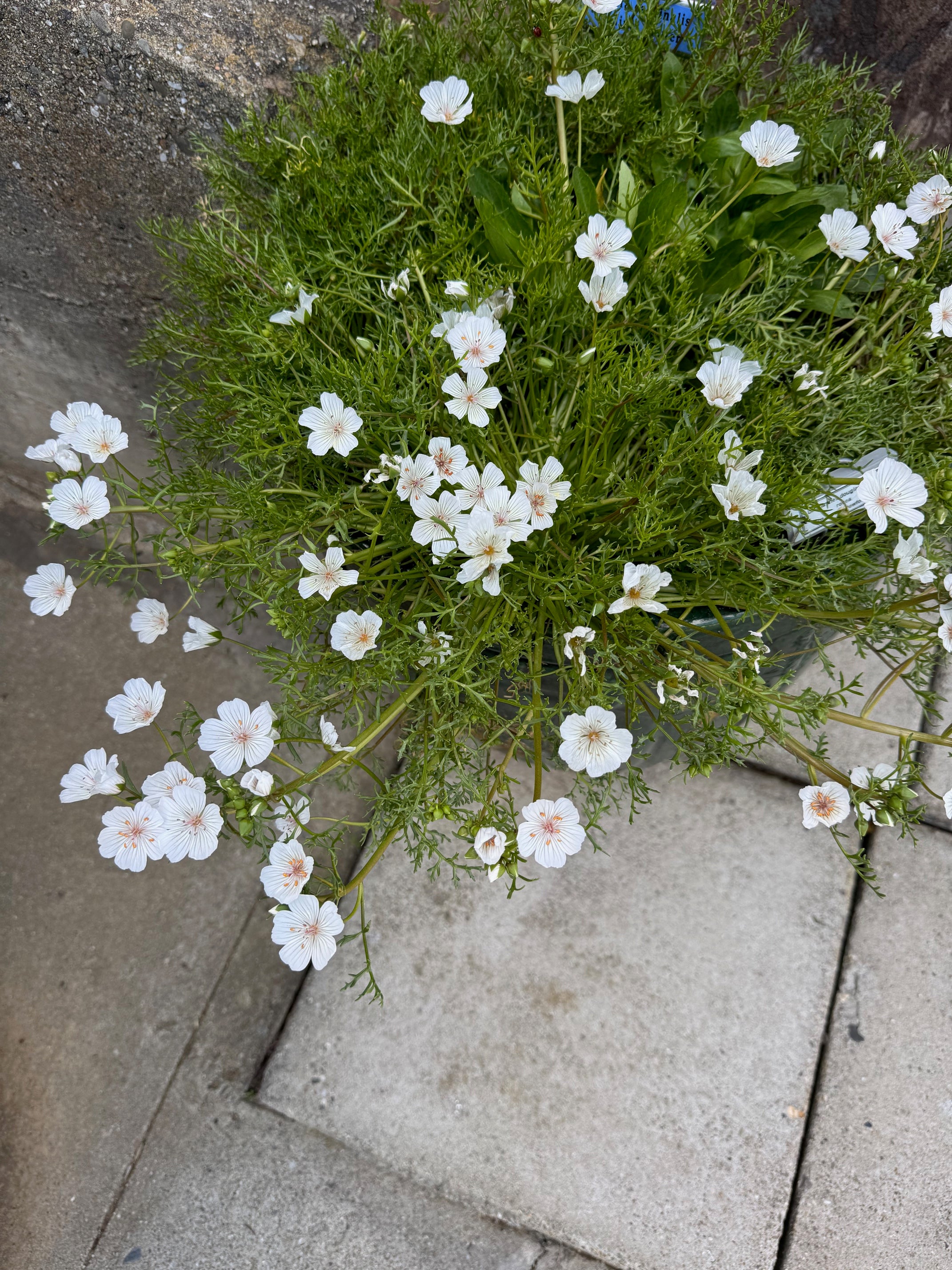 Pink Meadowfoam | Limnanthes douglasii ssp. rosea seeds
