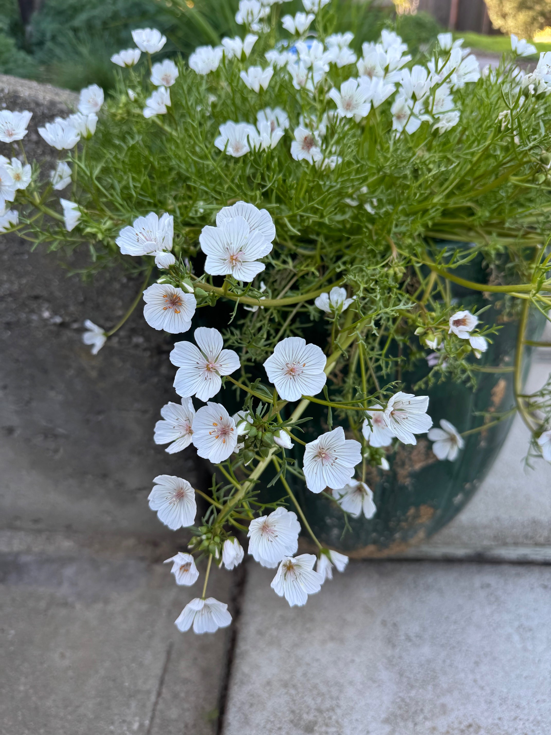 Pink Meadowfoam | Limnanthes douglasii ssp. rosea seeds