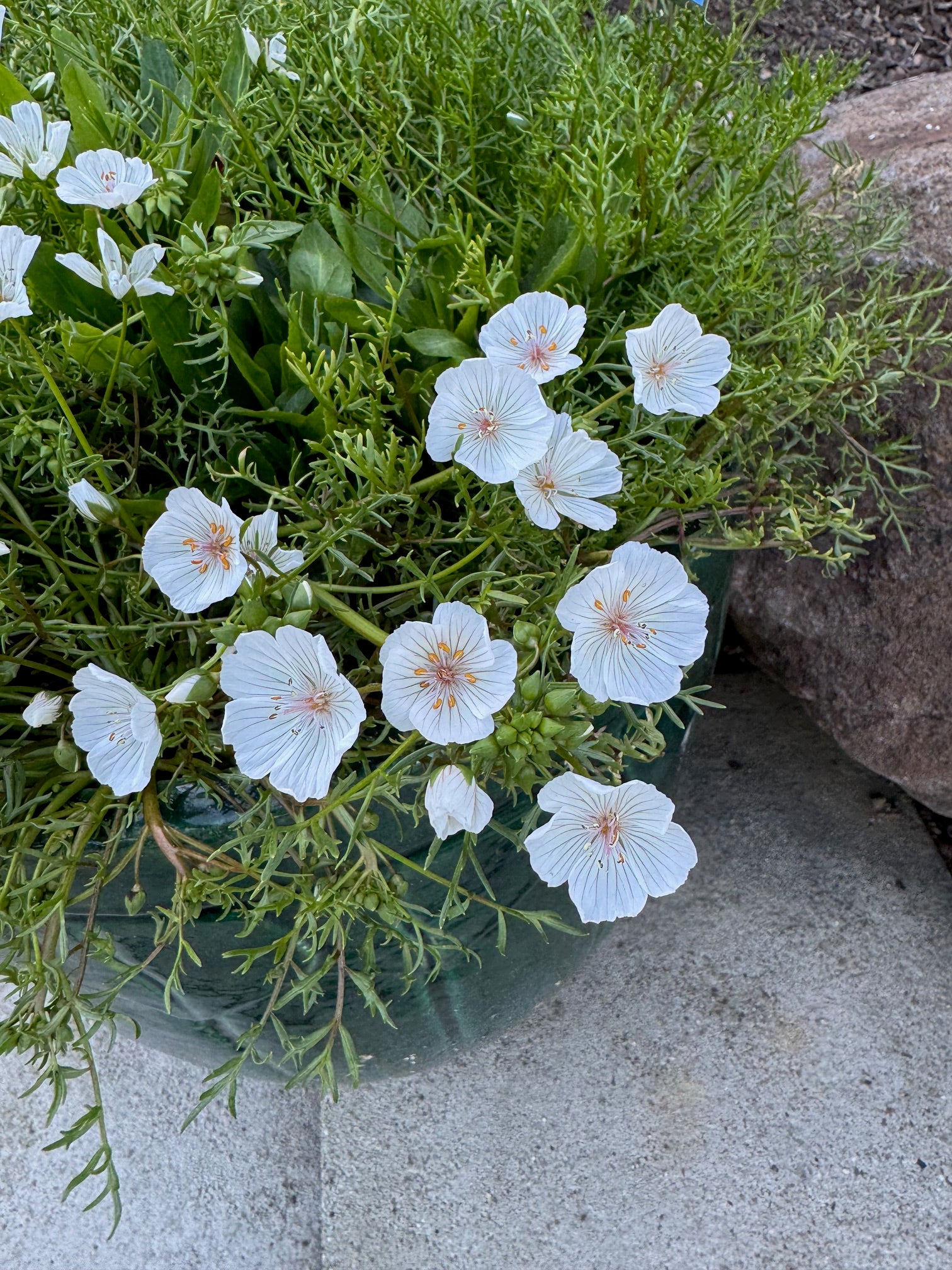 Pink Meadowfoam | Limnanthes douglasii ssp. rosea seeds