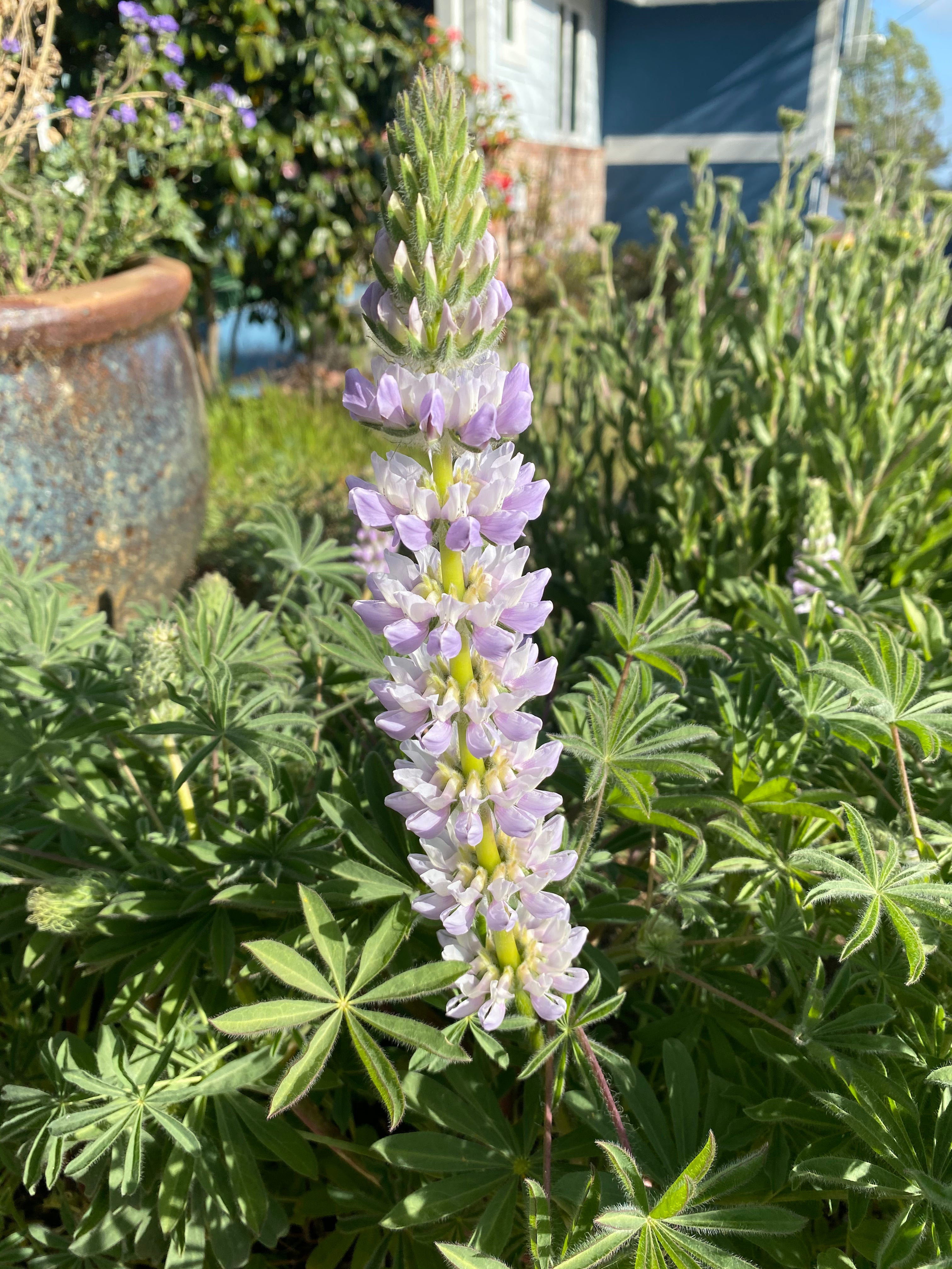 Chick Lupine | Lupinus microcarpus seeds