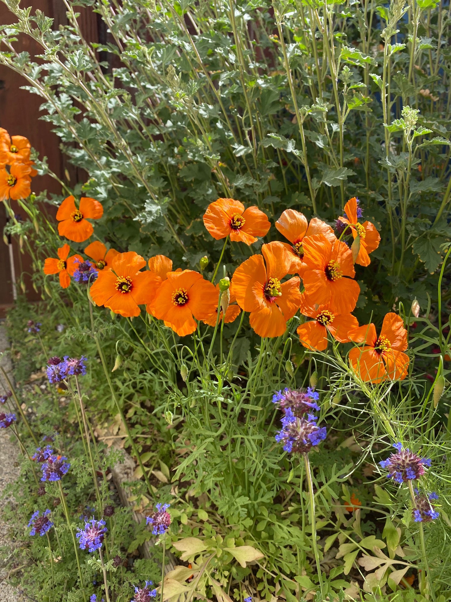 Wind Poppy | Papaver Heterophyllum