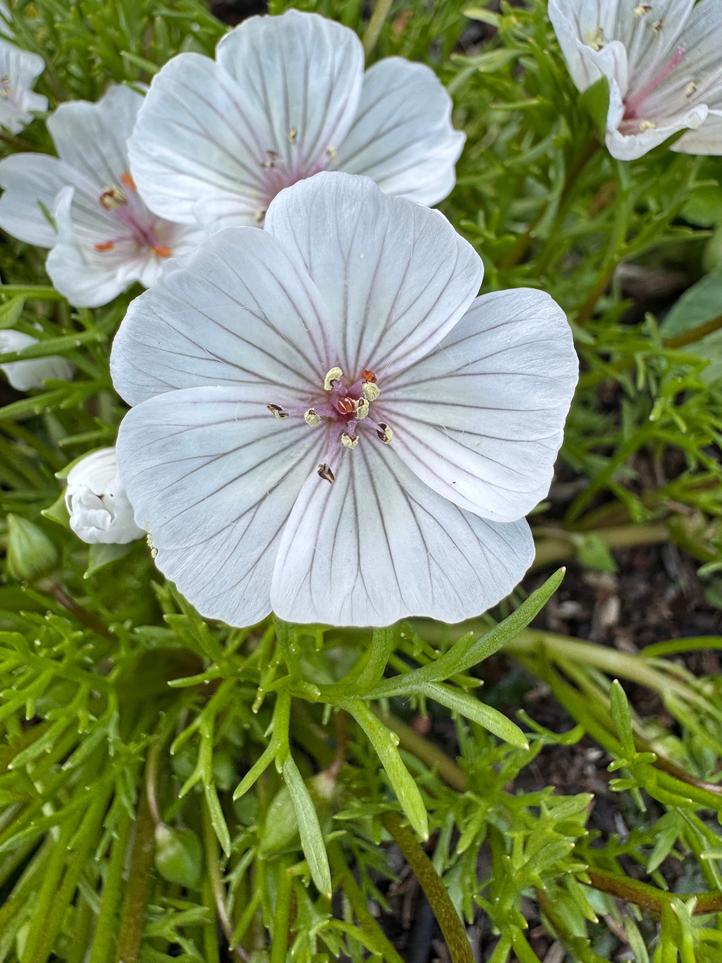 Pink Meadowfoam | Limnanthes douglasii ssp. rosea seeds