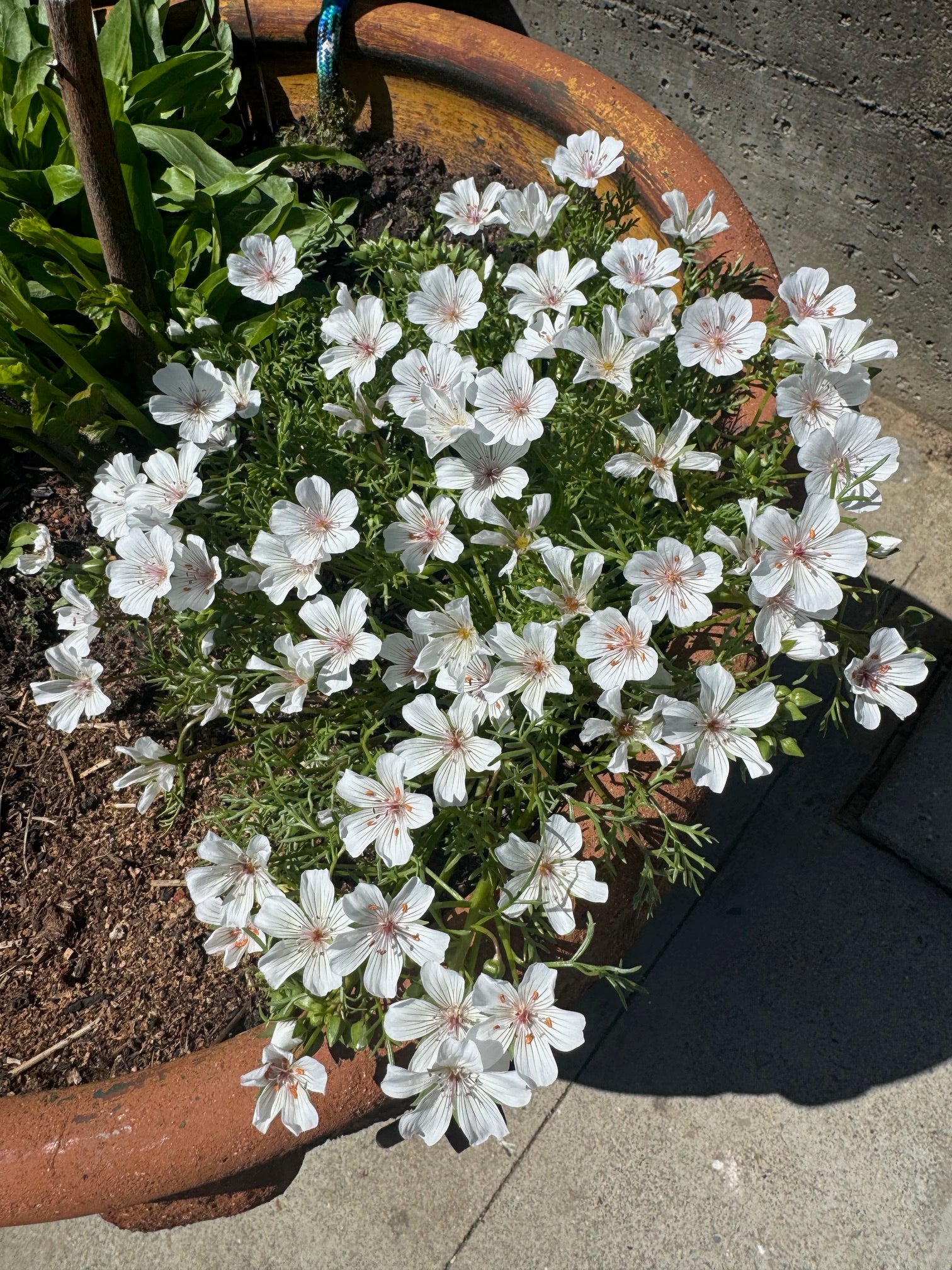 Pink Meadowfoam | Limnanthes douglasii ssp. rosea seeds
