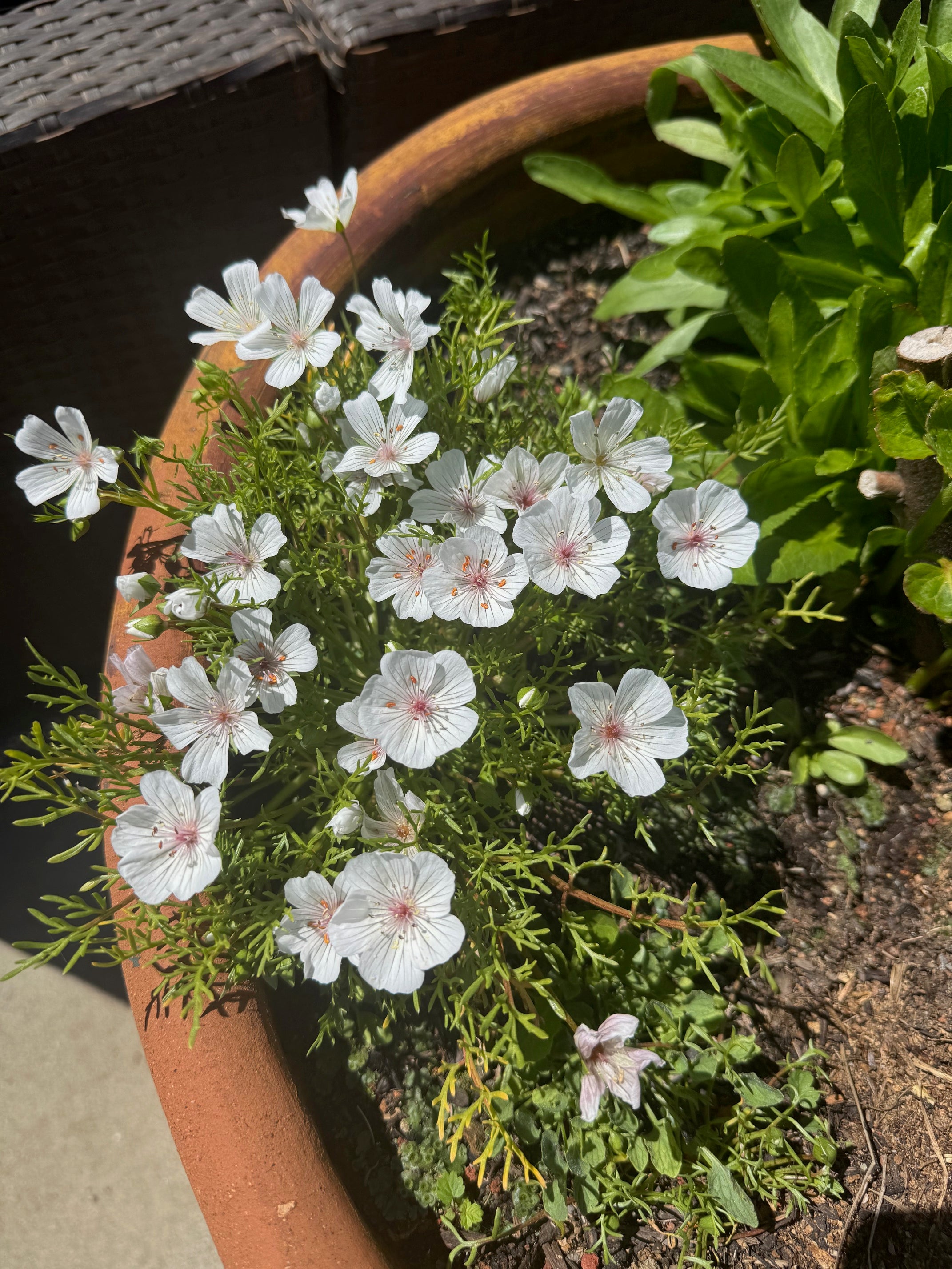Pink Meadowfoam | Limnanthes douglasii ssp. rosea seeds