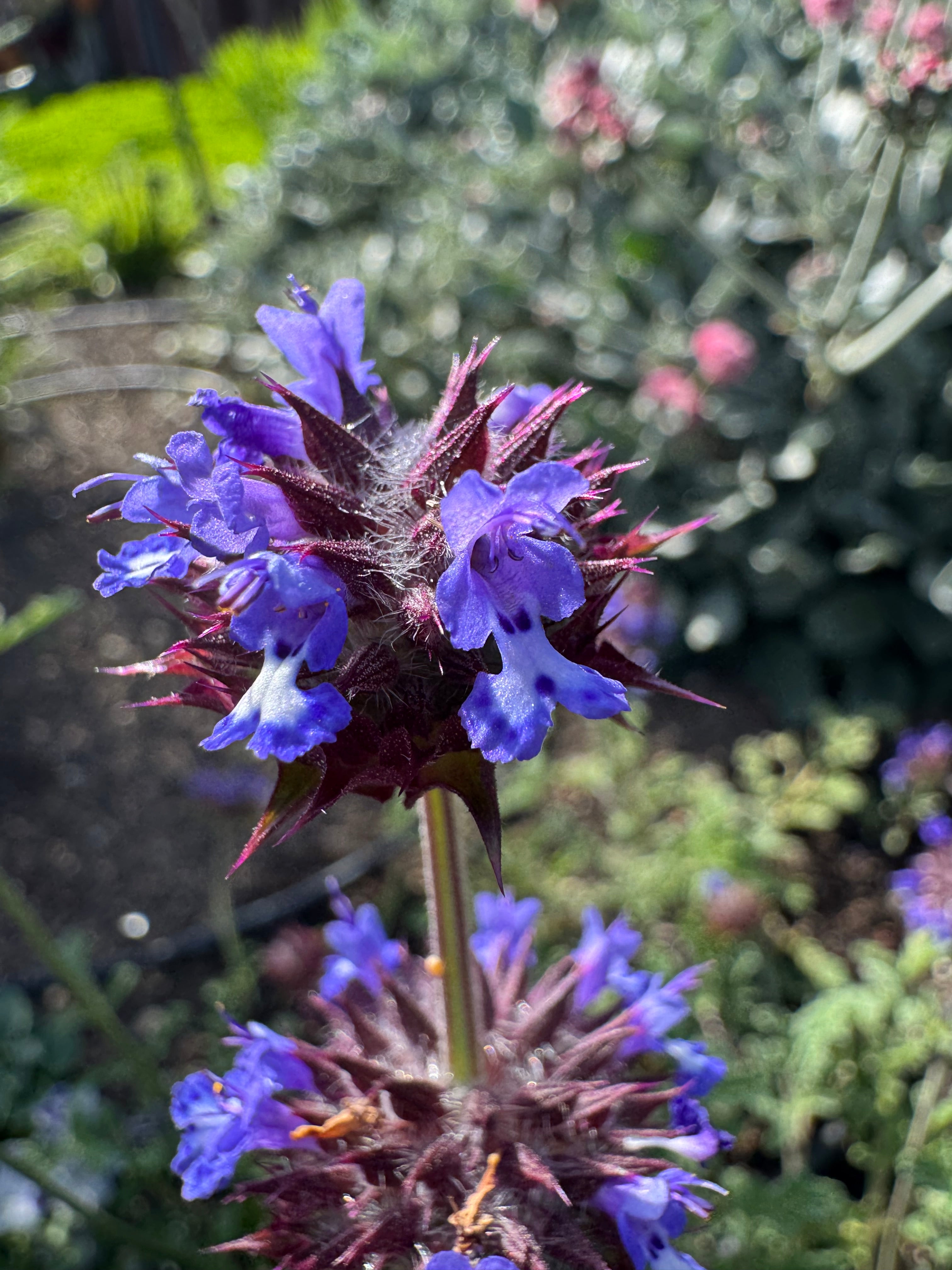Golden Chia | Salvia Columbariae seeds