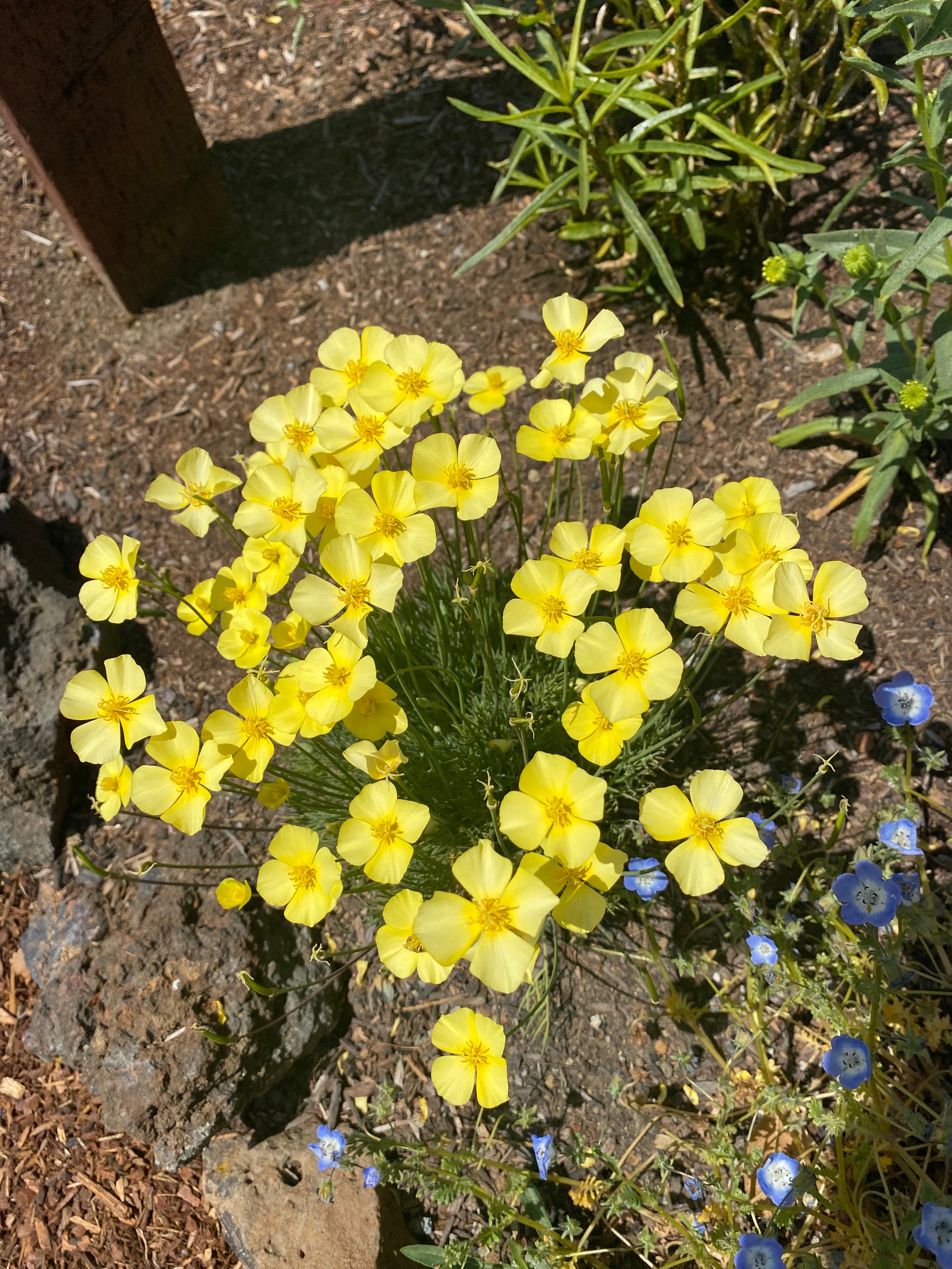 Tufted California Poppy | Eschscholzia caespitosa