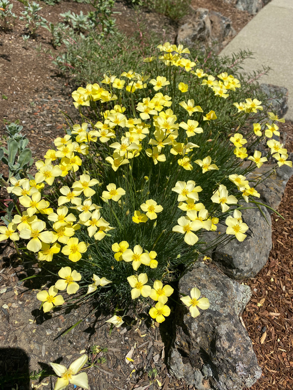 Tufted California Poppy | Eschscholzia caespitosa