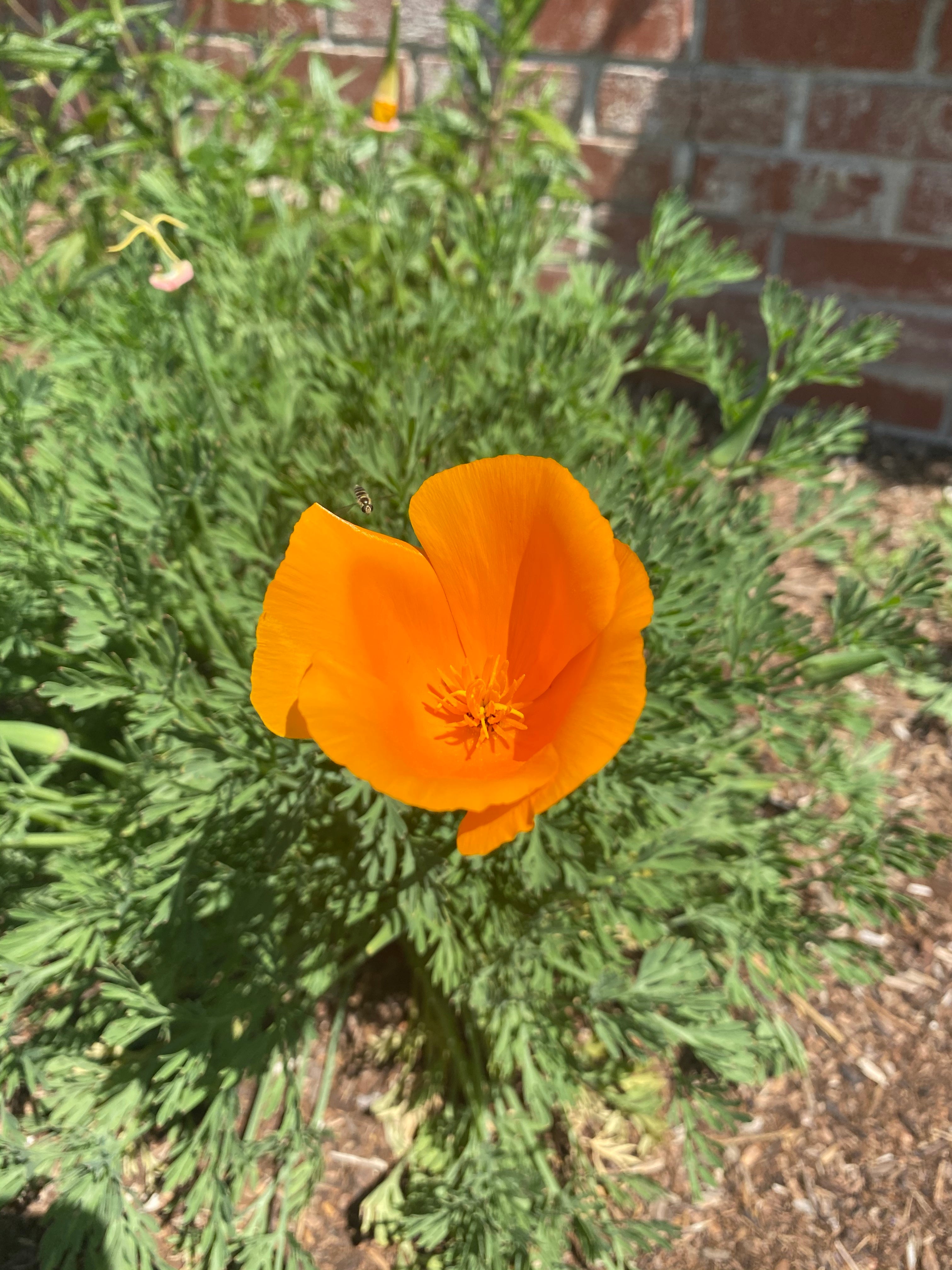 California Golden Poppy | Eschscholzia californica Seeds
