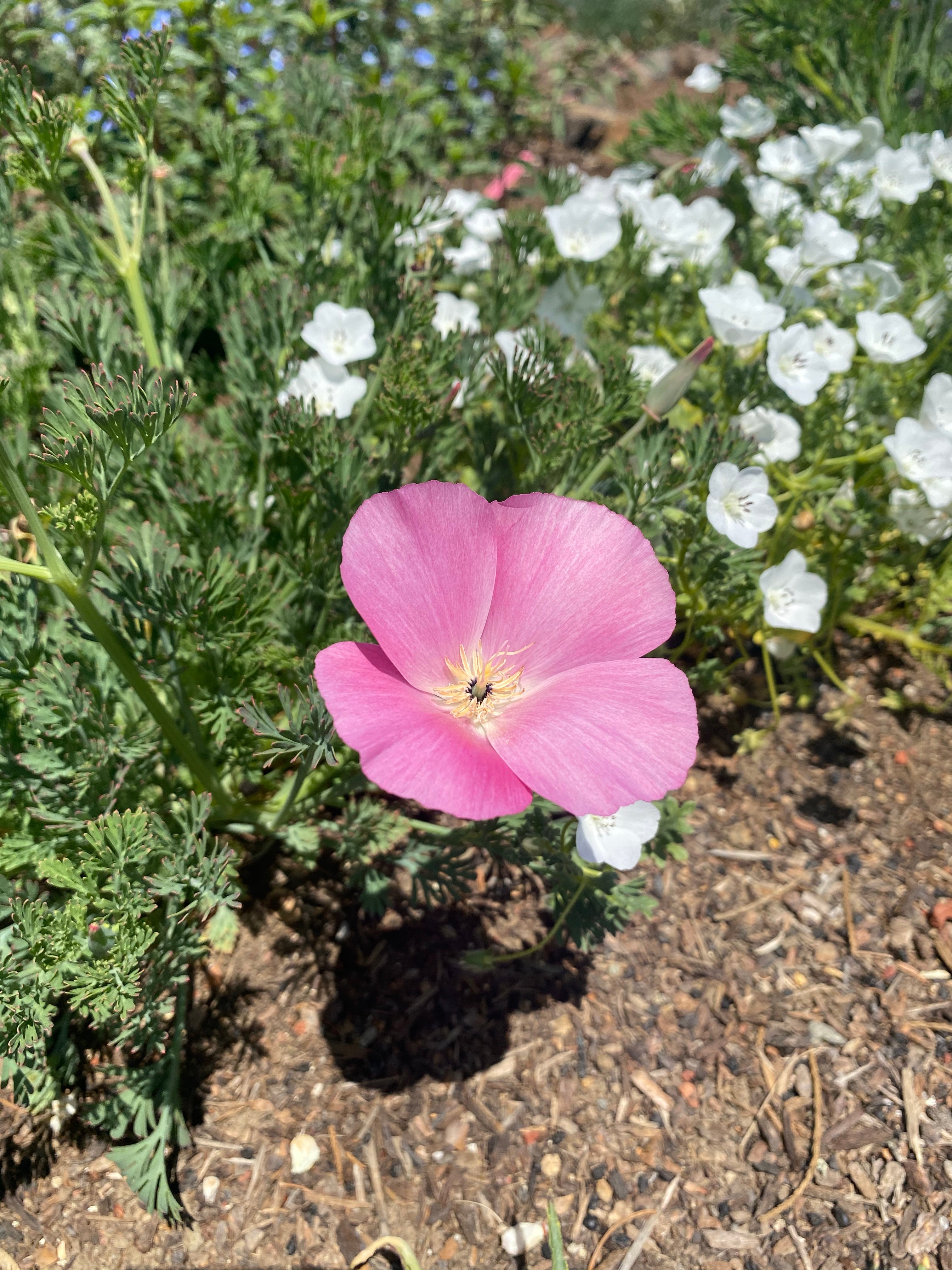 California Poppy "Purple Gleam" | Eschscholzia californica Seeds
