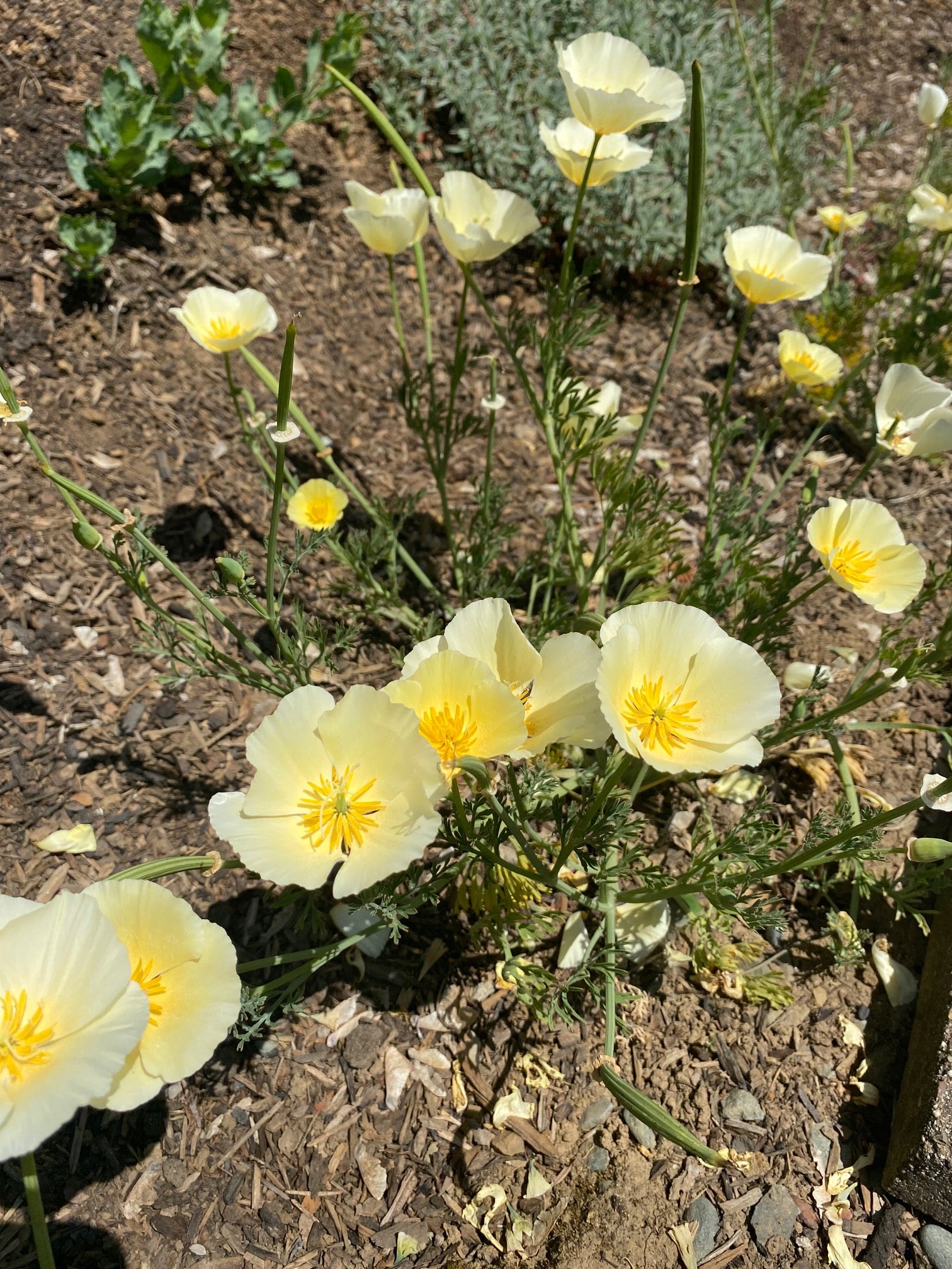 California Poppy "Alba" | Eschscholzia californica seeds