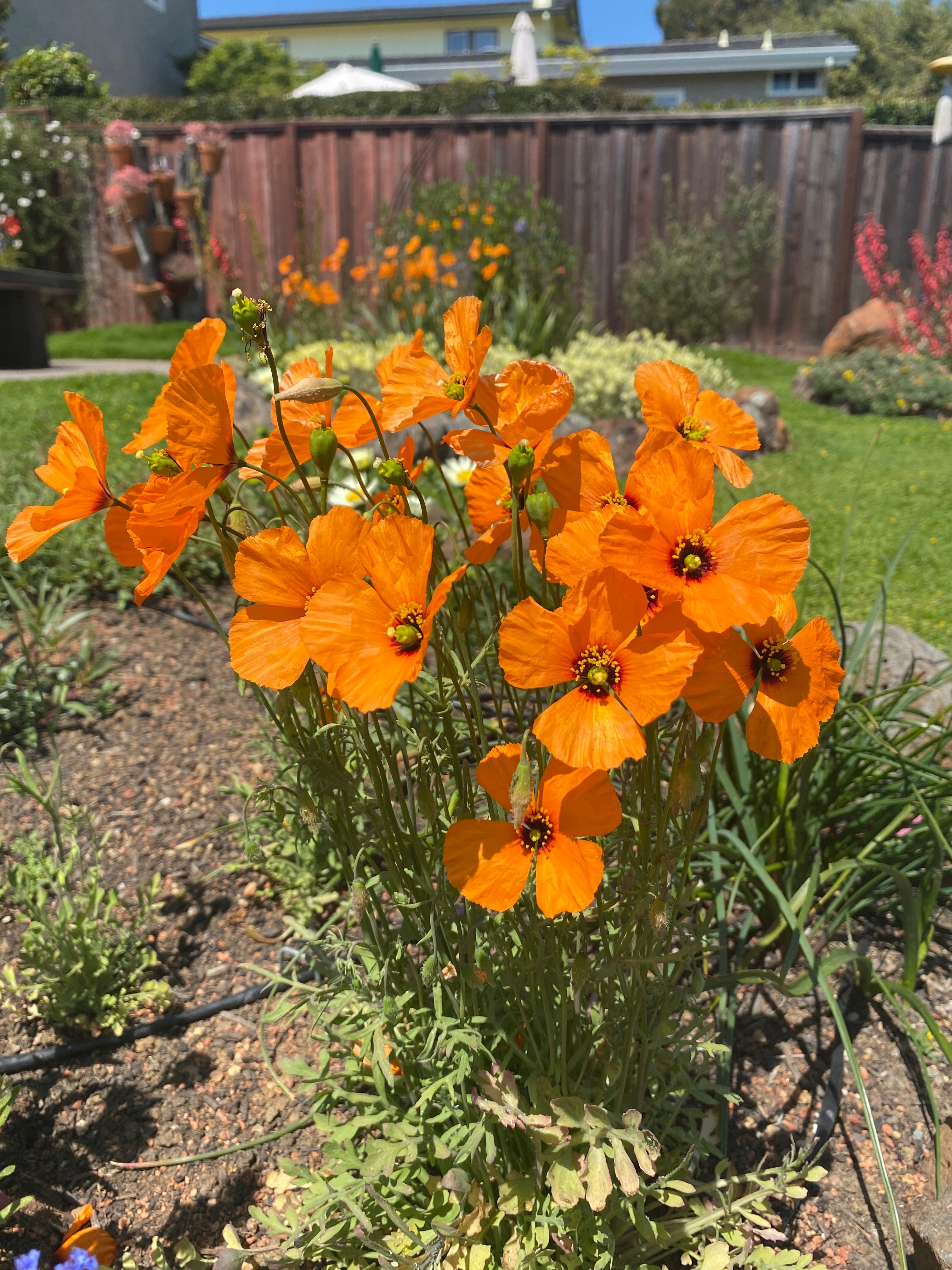 Wind Poppy | Papaver Heterophyllum
