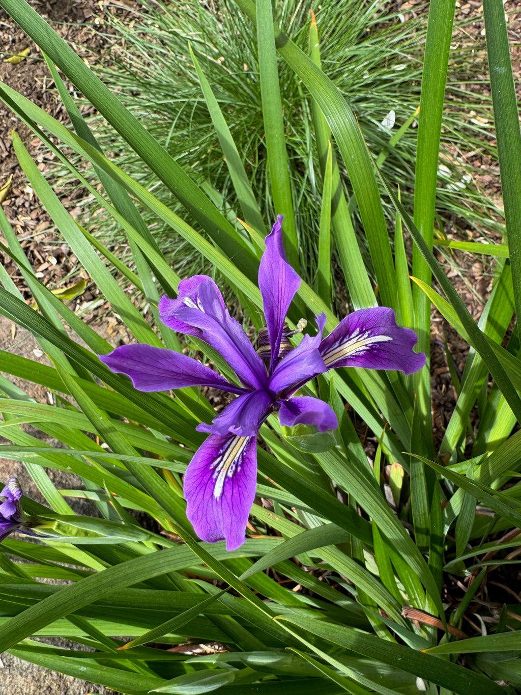 Douglas Iris | Iris douglasiana