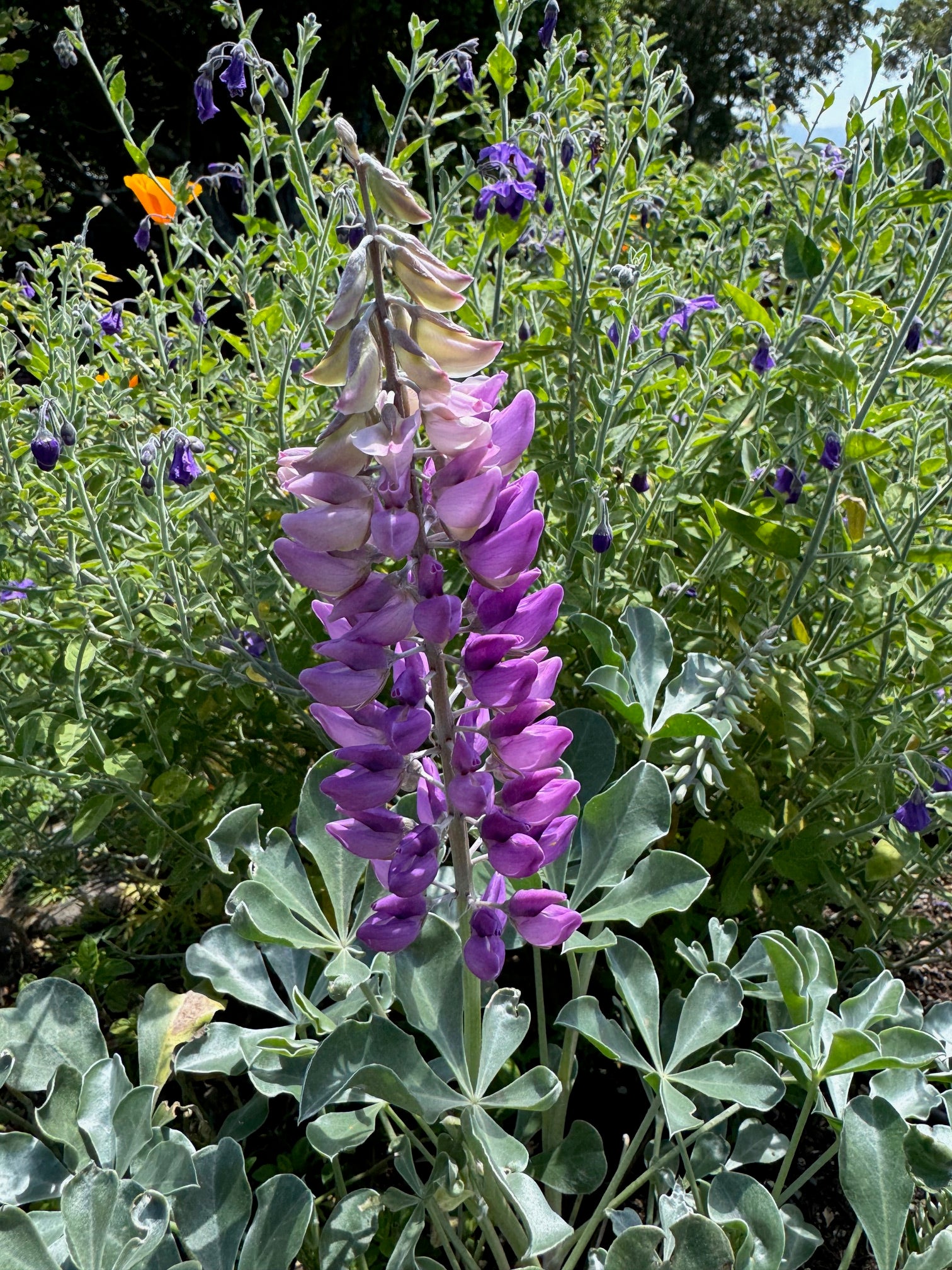 Cobb Mountain Lupine | Lupinus sericatus seeds