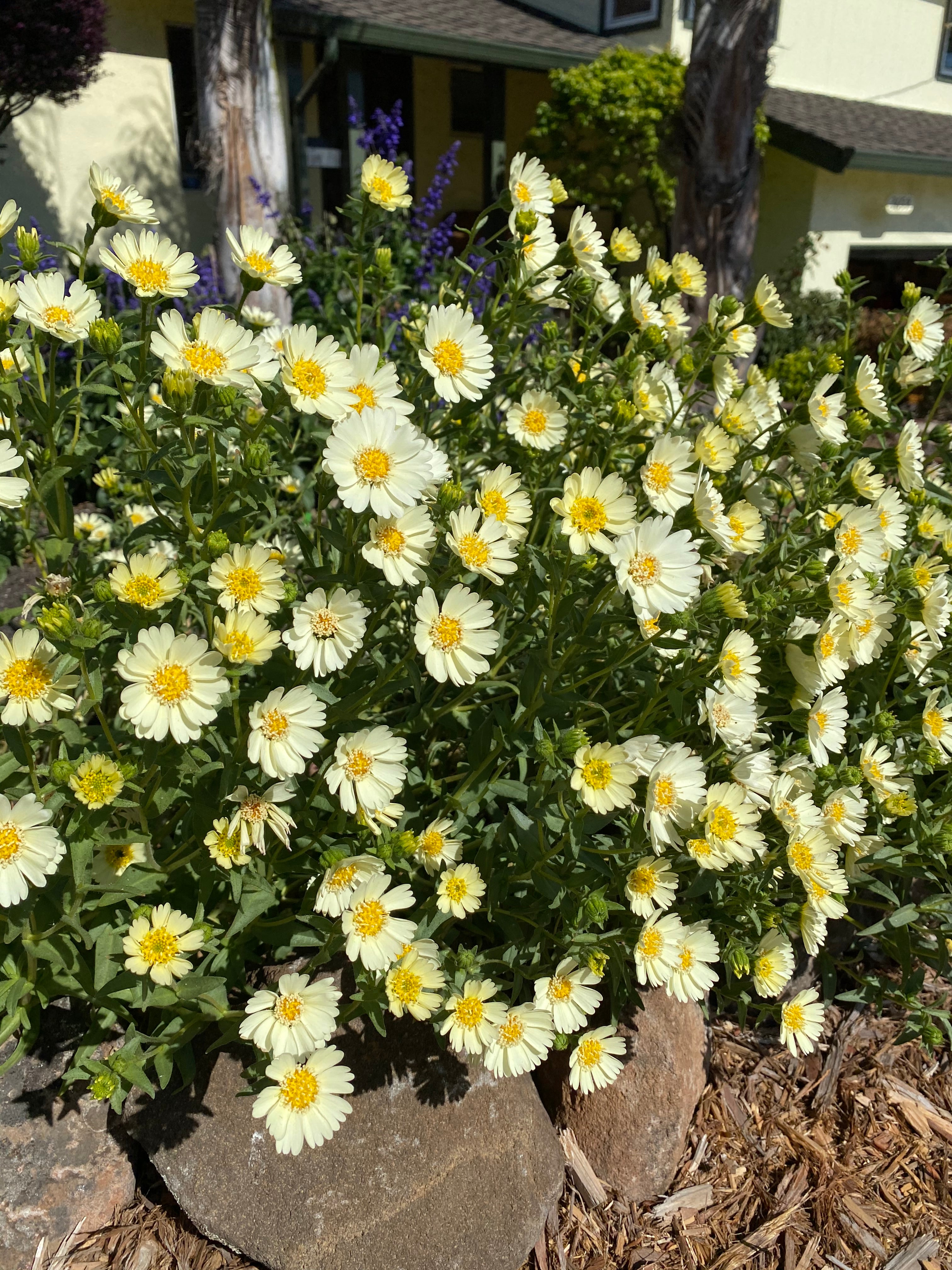 Pale-yellow Tidytips | Layia Heterotricha seeds