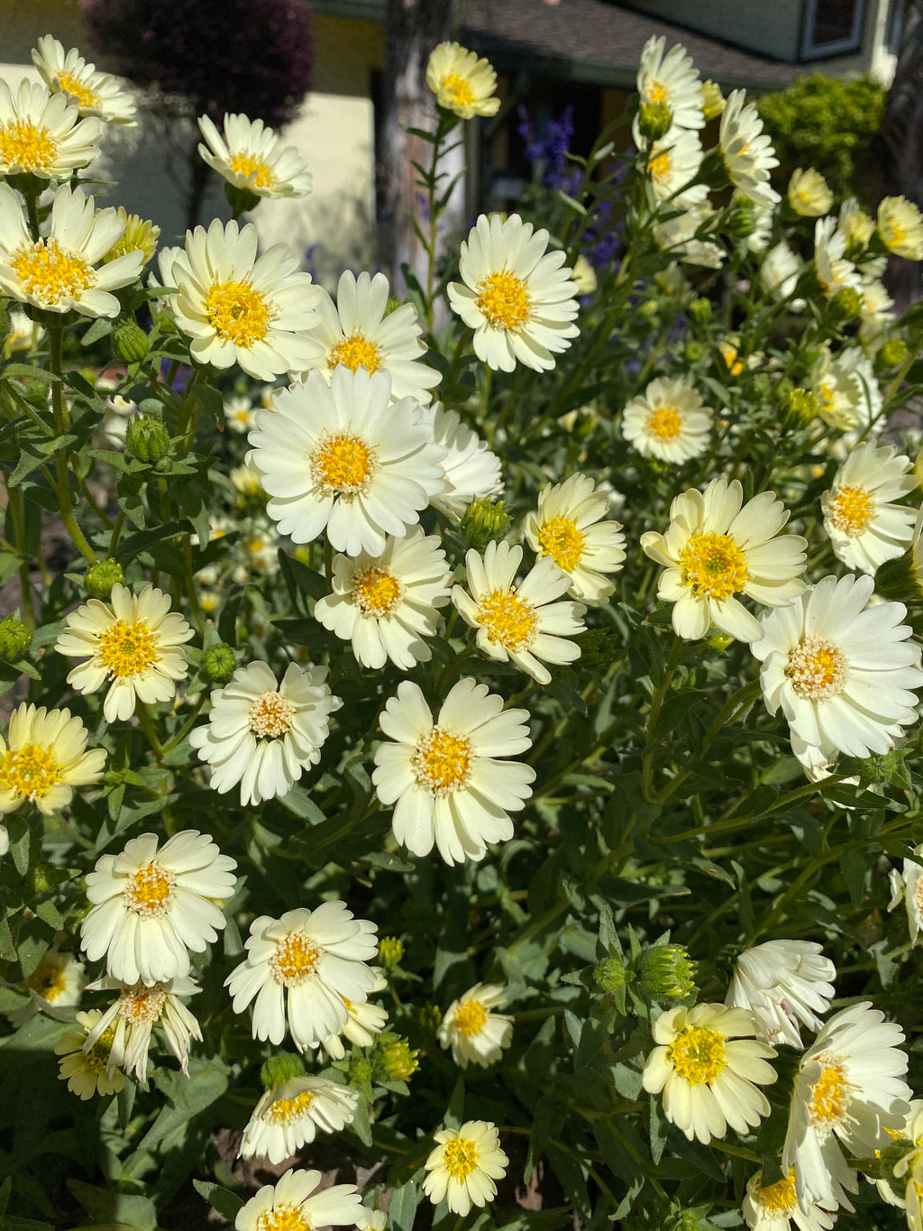 Pale-yellow Tidytips | Layia Heterotricha