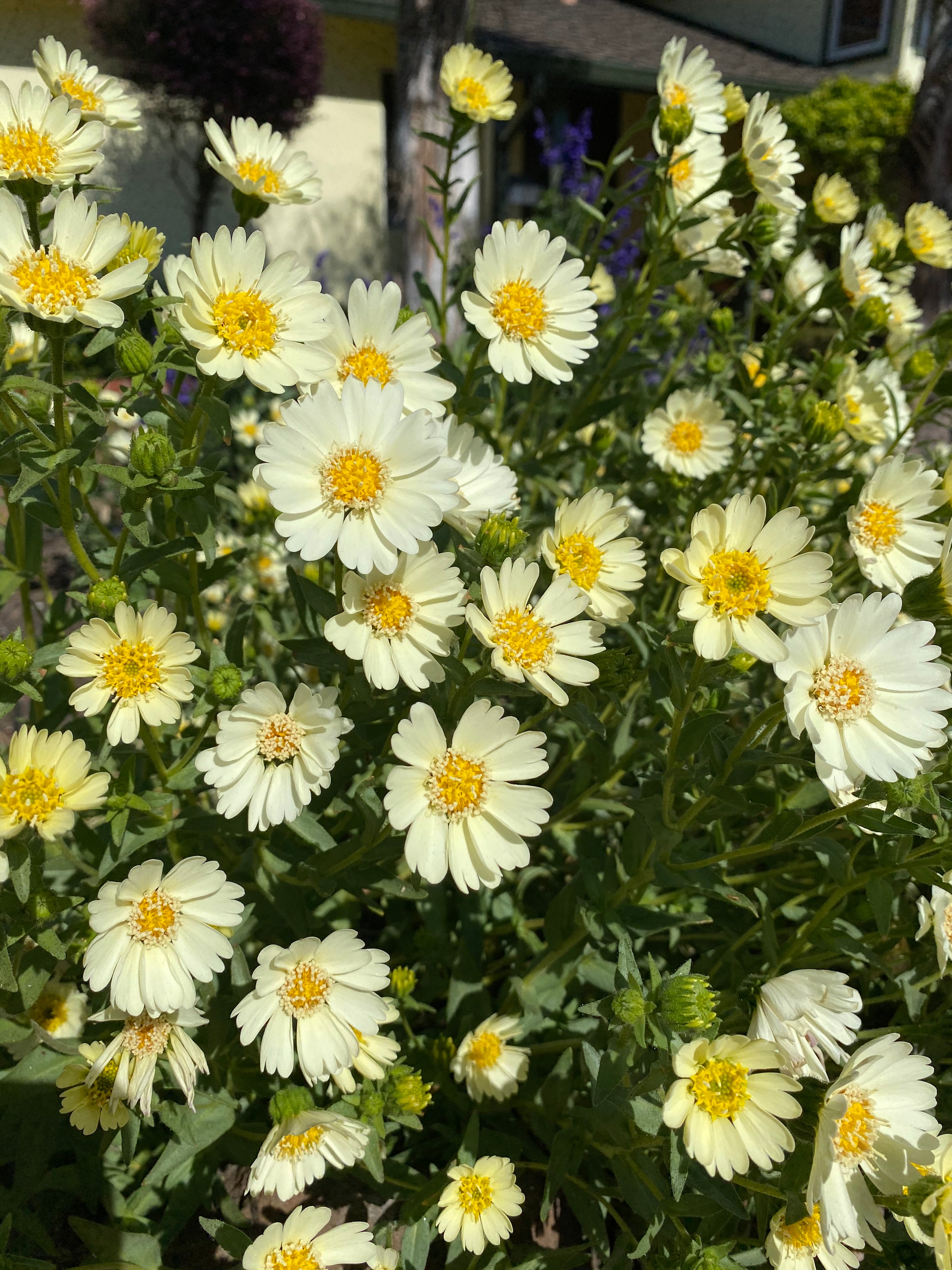 Pale-yellow Tidytips | Layia Heterotricha seeds