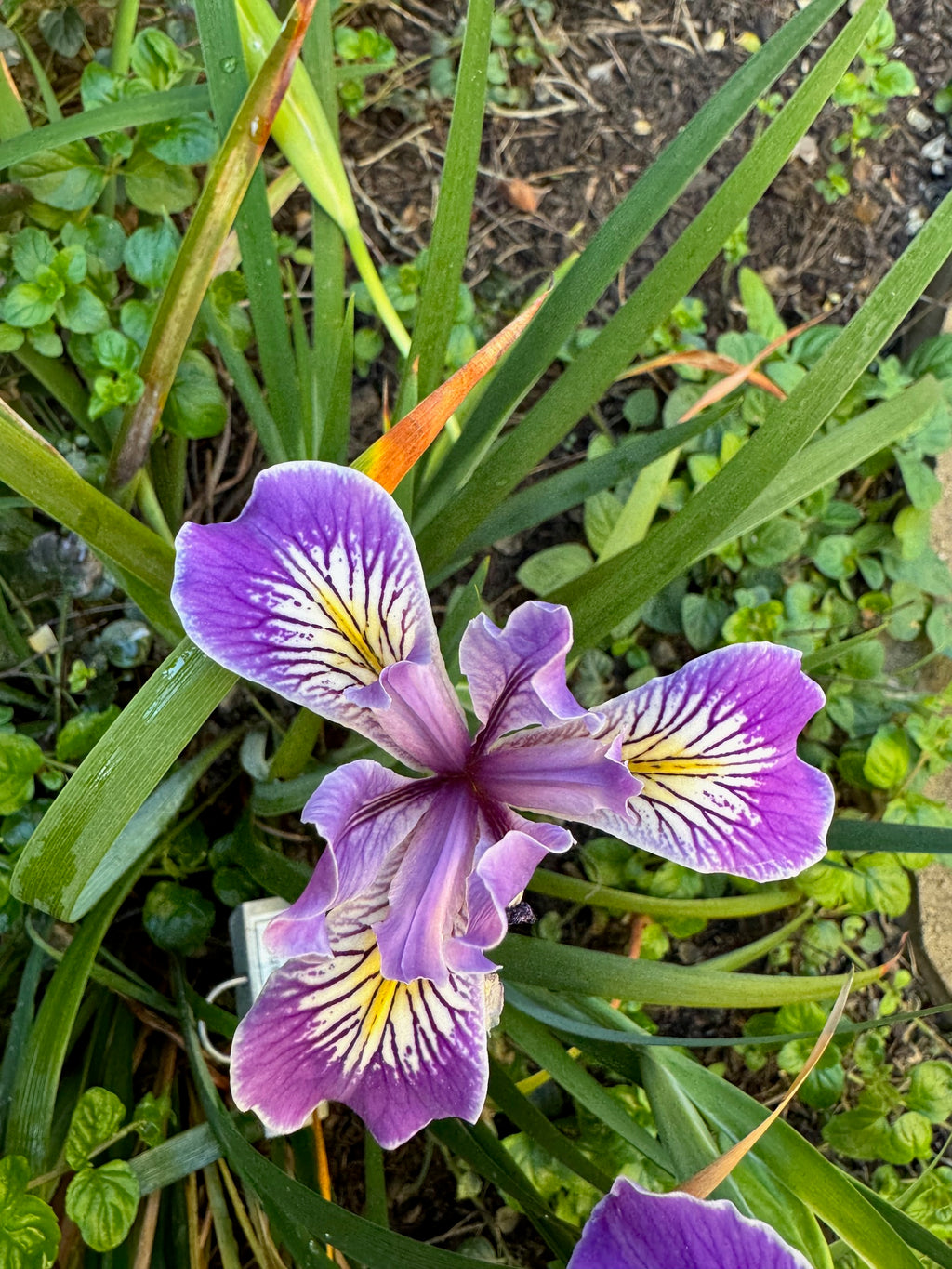Douglas Iris | Iris douglasiana