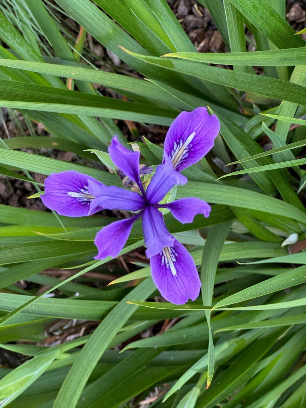 Douglas Iris | Iris douglasiana