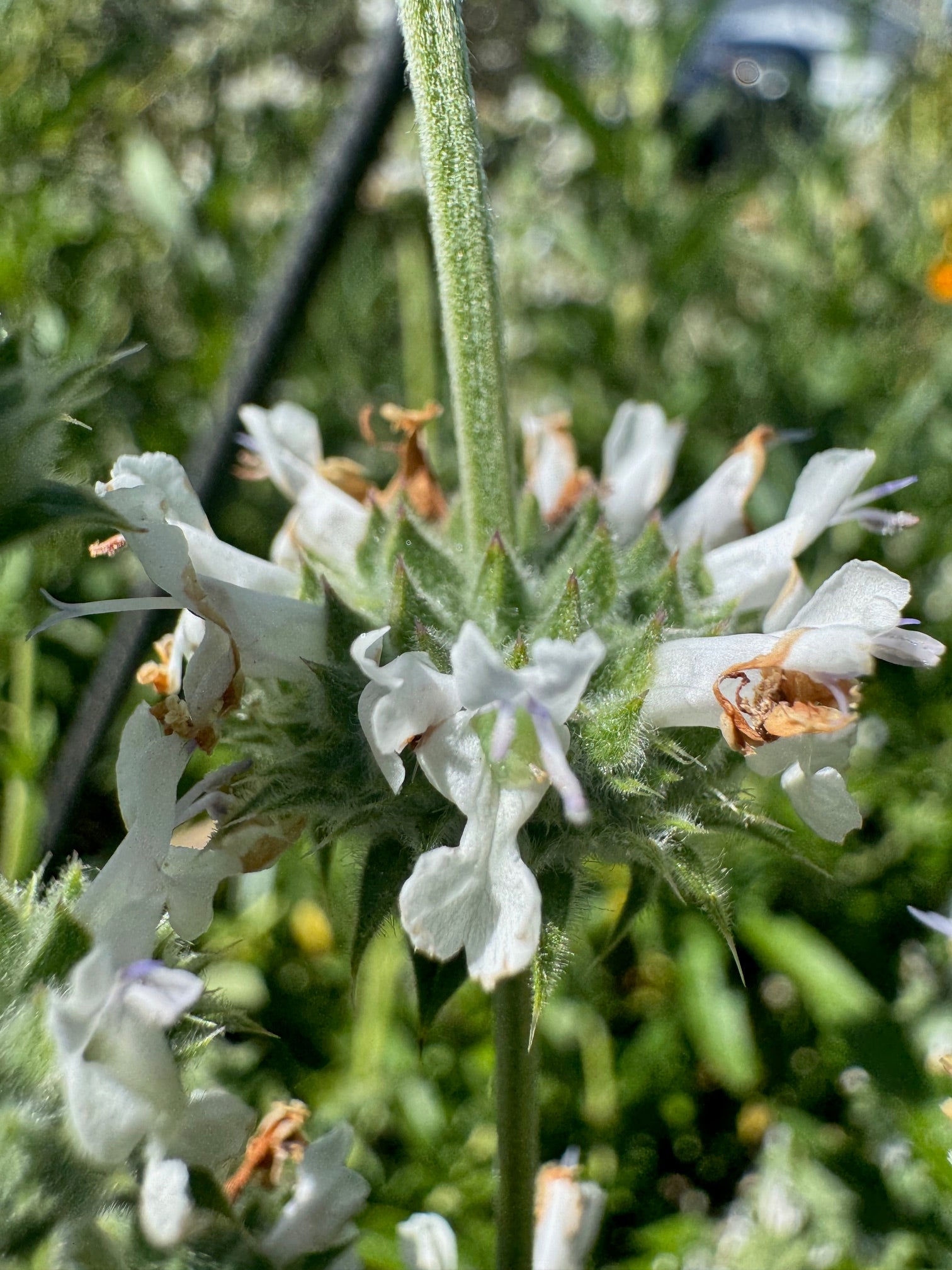 Black Sage | Salvia mellifera seeds