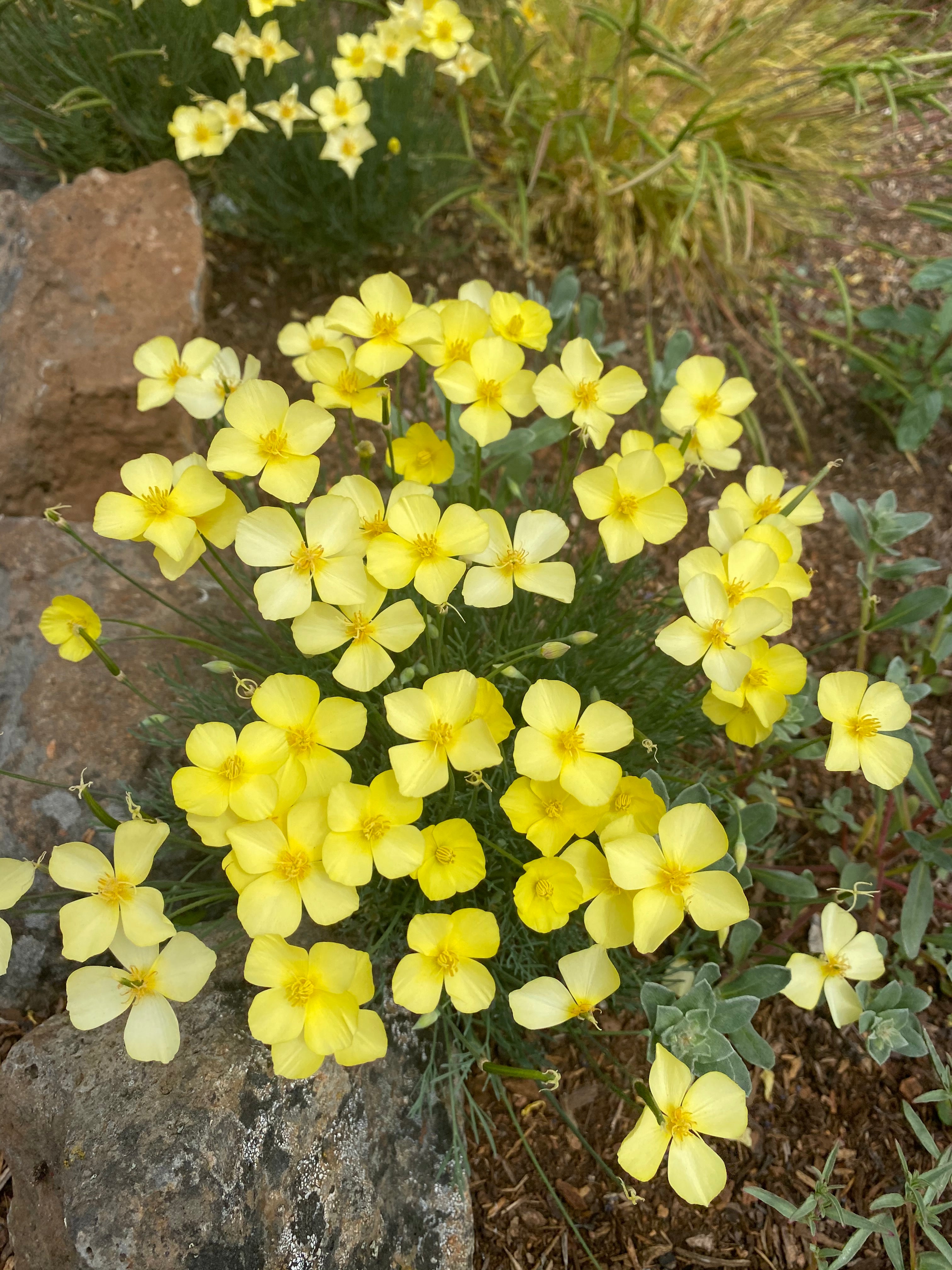 Tufted California Poppy | Eschscholzia caespitosa