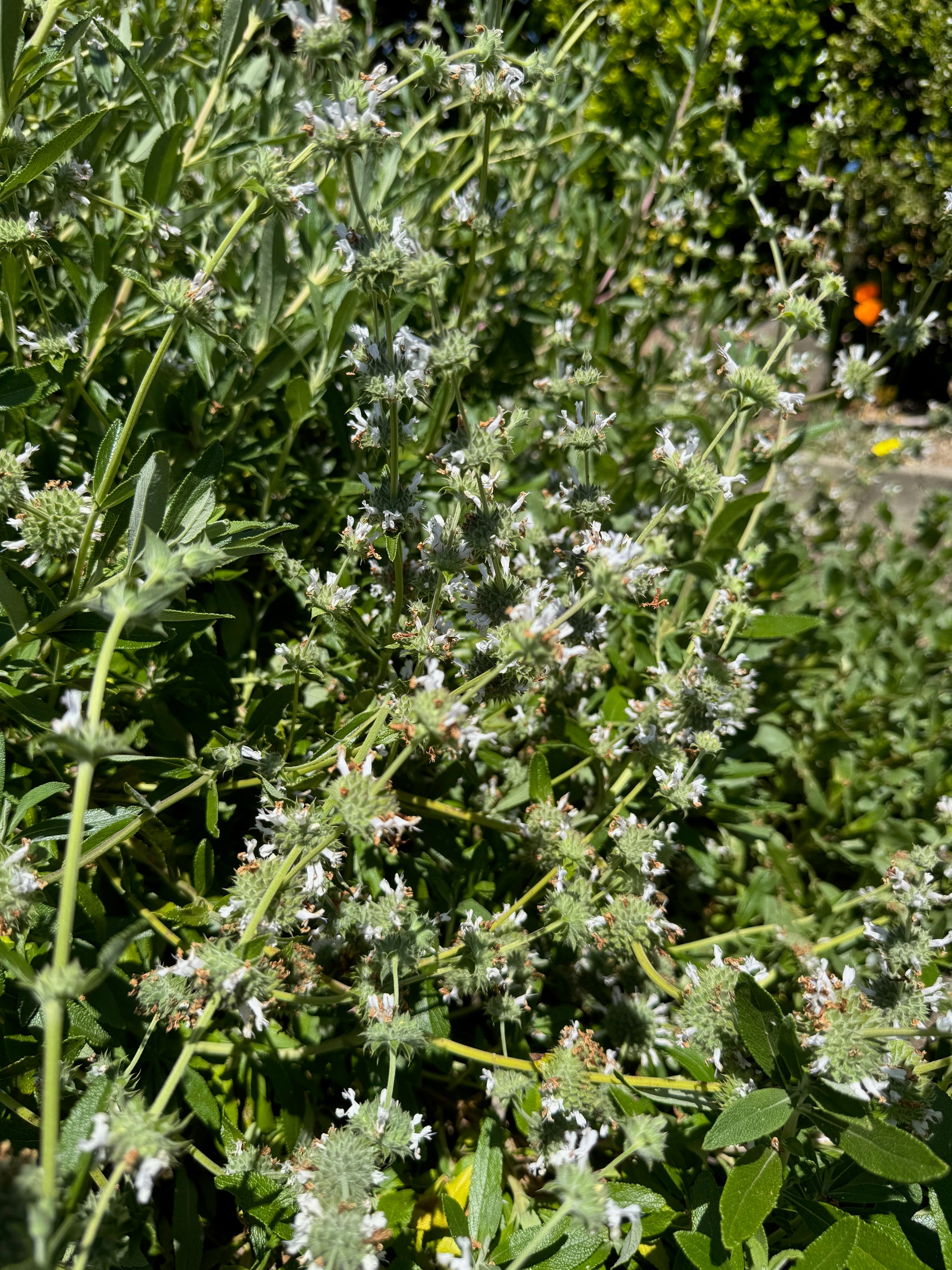 Black Sage | Salvia mellifera seeds