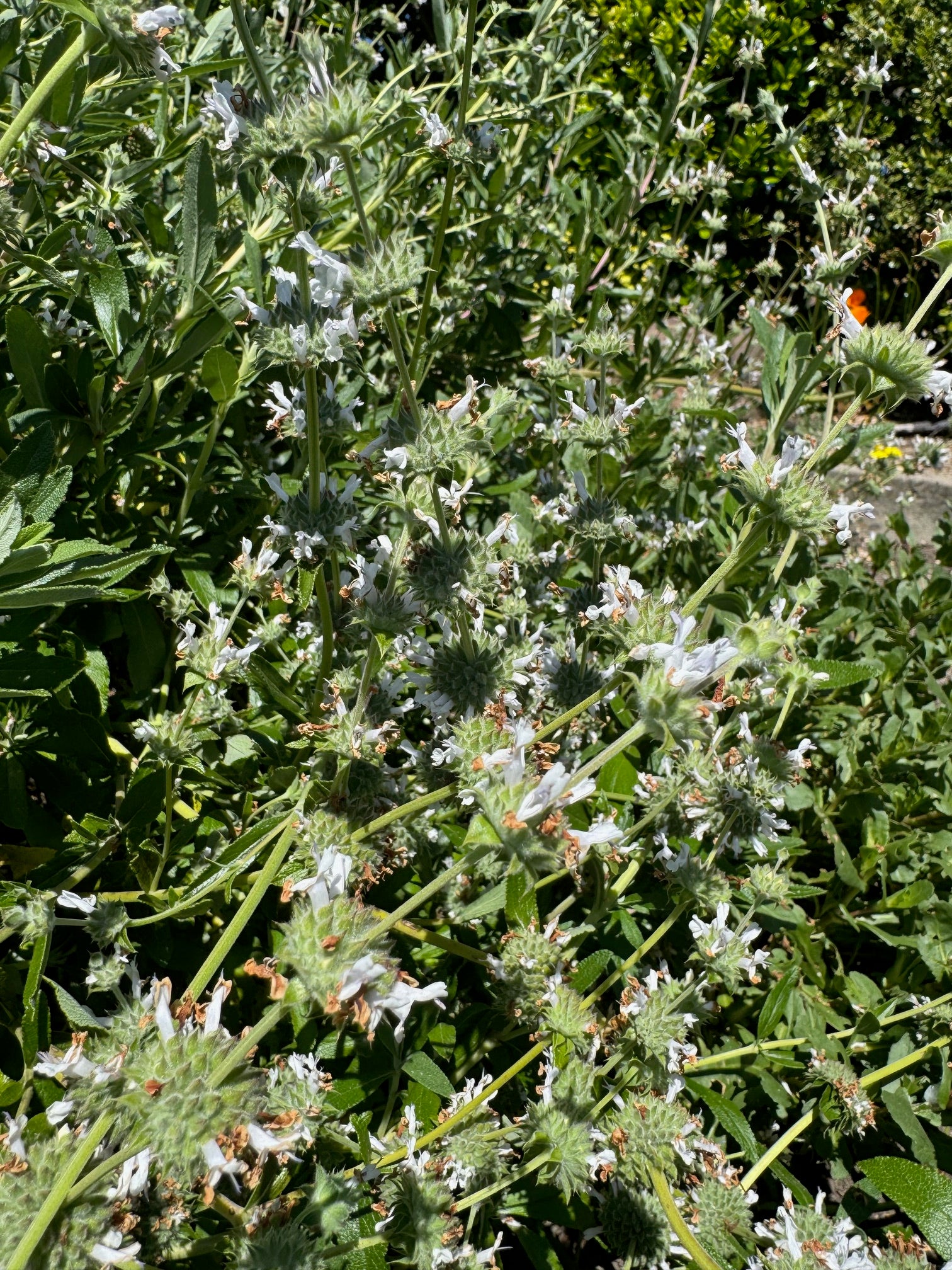 Black Sage | Salvia mellifera seeds