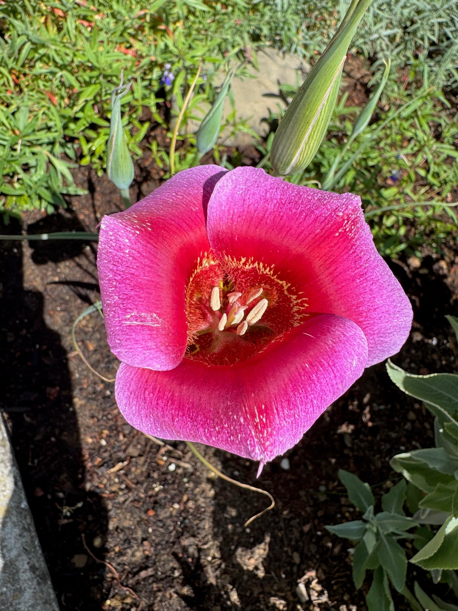 Pink Butterfly Mariposa Lily | Calochortus Venustus 'Pink' Seeds