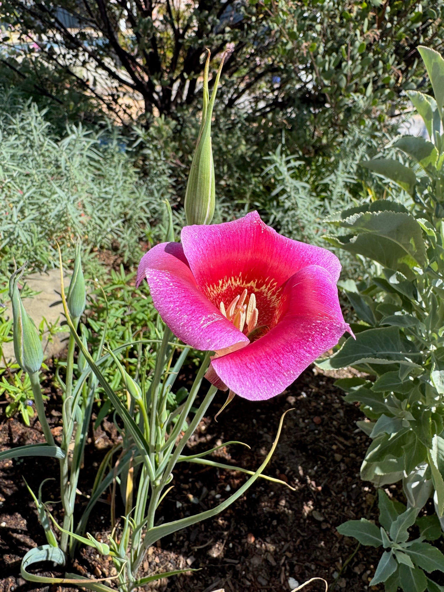 Pink Butterfly Mariposa Lily | Calochortus Venustus 'Pink' Seeds