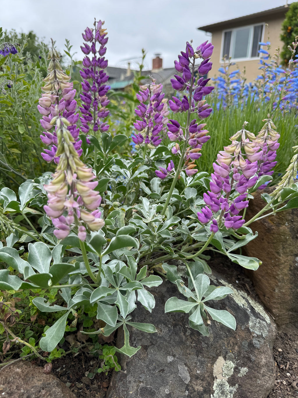 Cobb Mountain Lupine | Lupinus sericatus seeds