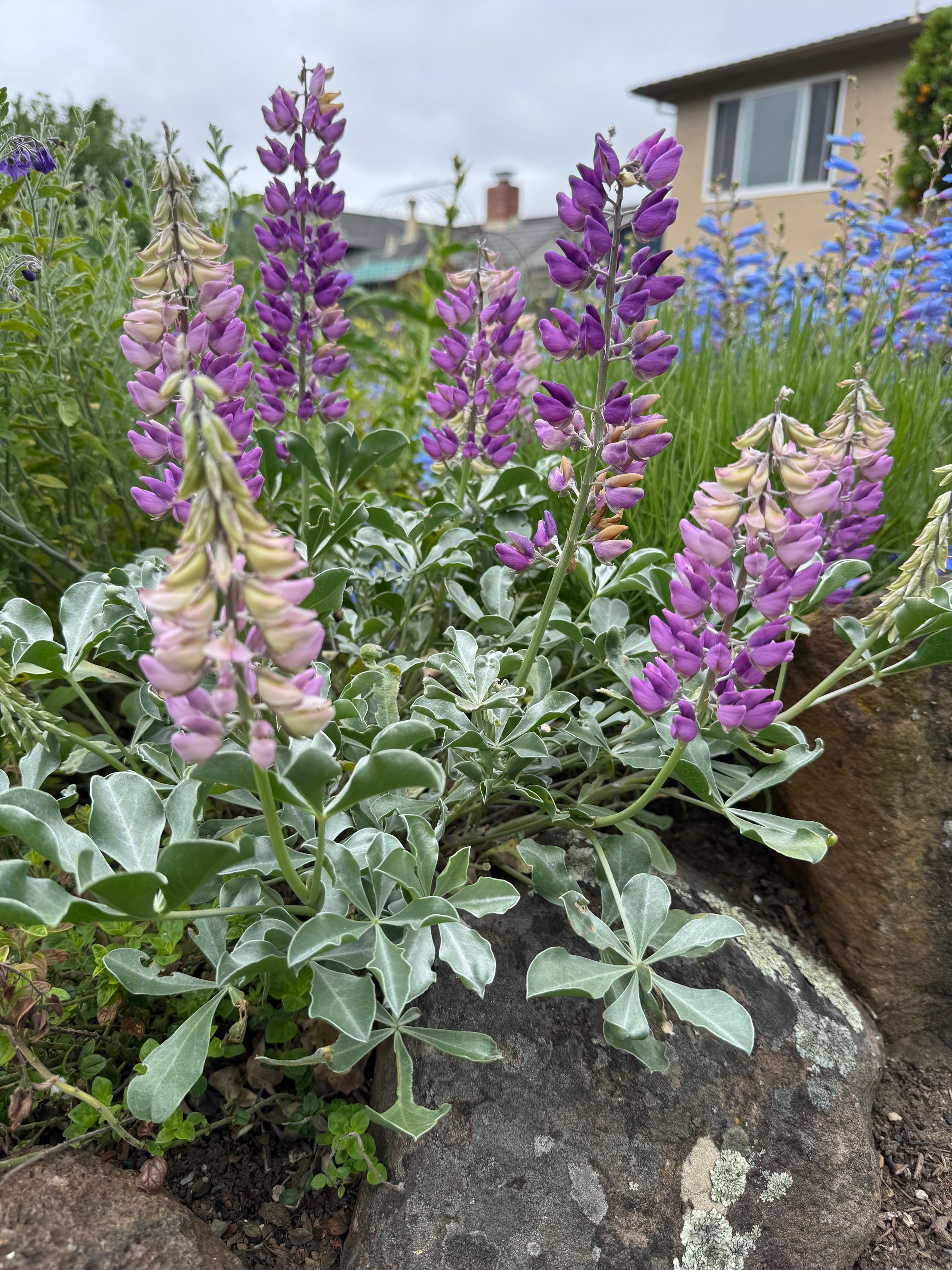 Cobb Mountain Lupine | Lupinus sericatus seeds