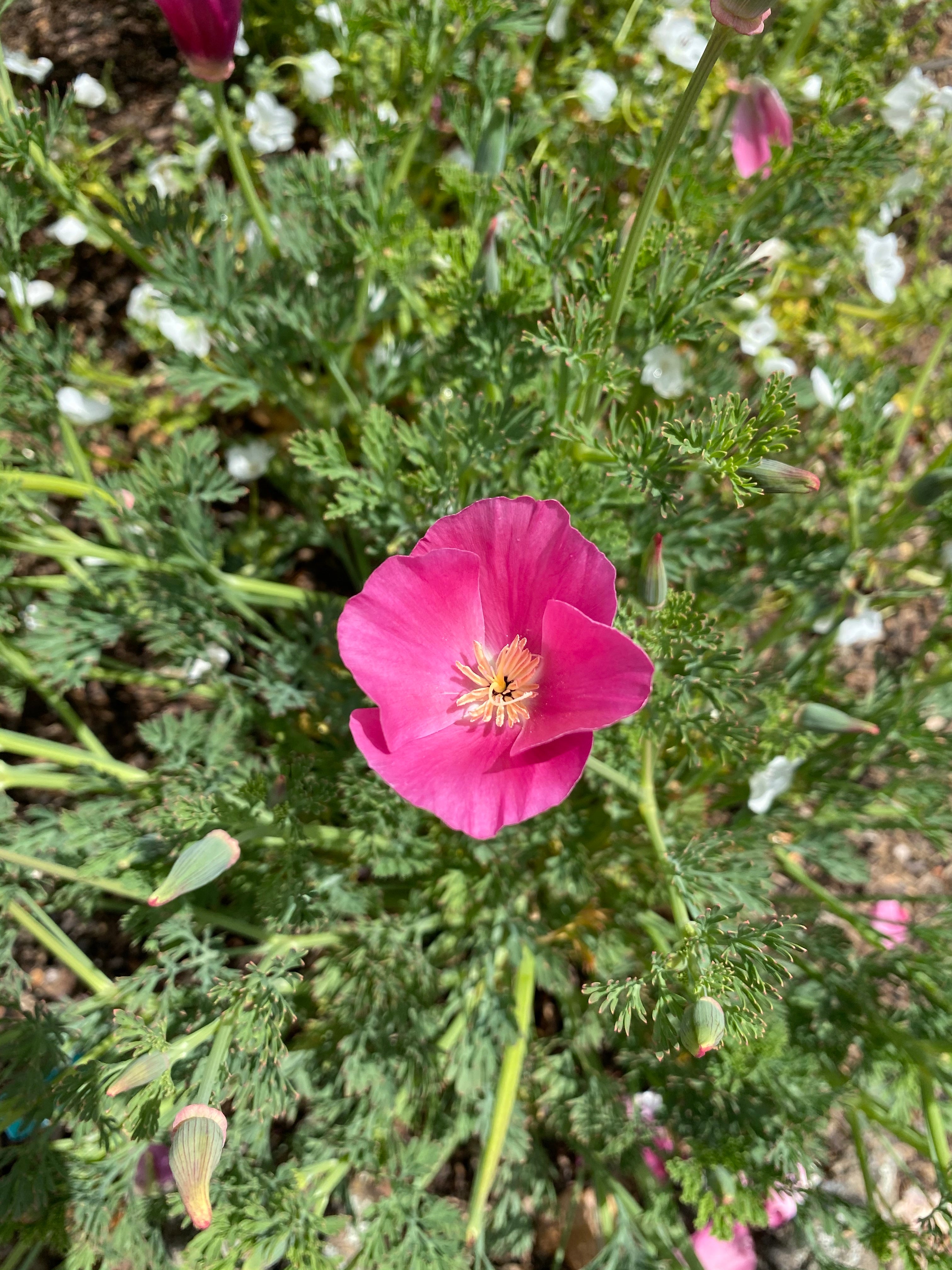 California Poppy "Purple Gleam" | Eschscholzia californica Seeds