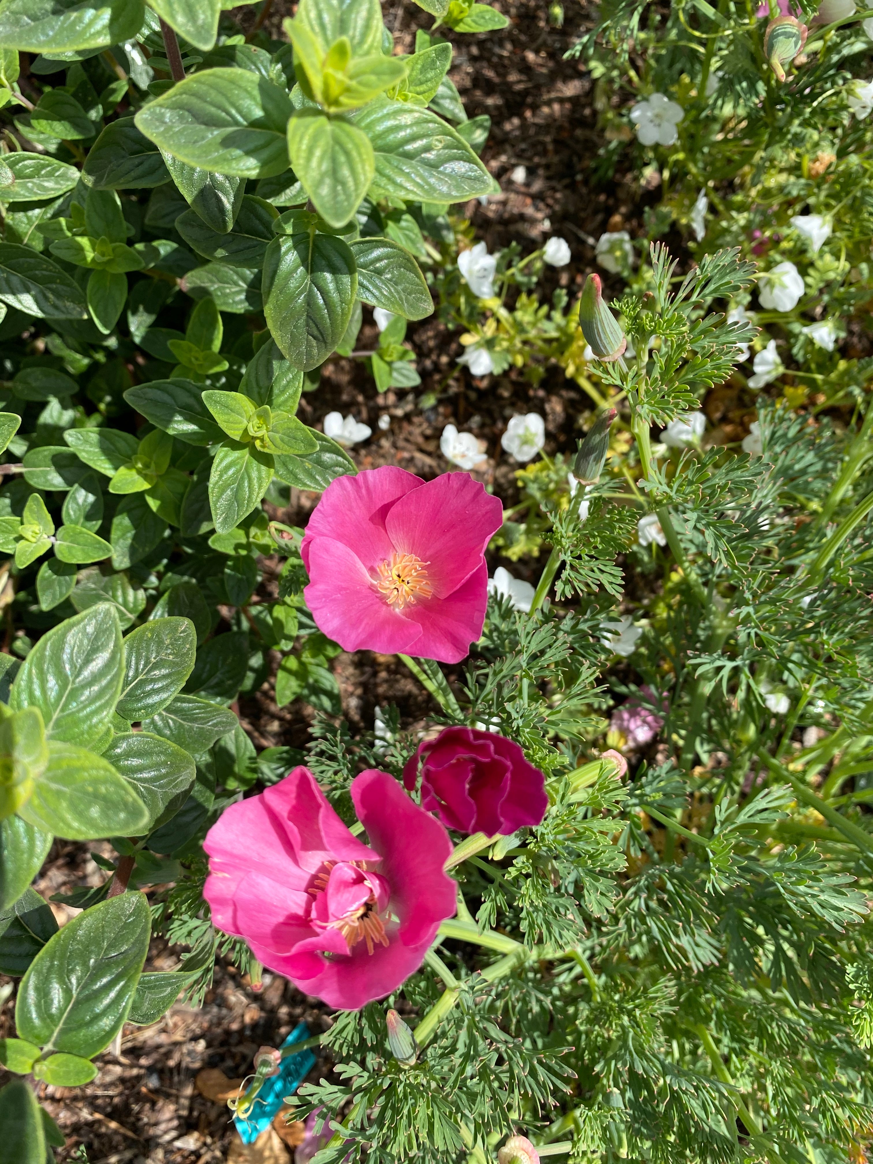 California Poppy "Purple Gleam" | Eschscholzia californica Seeds