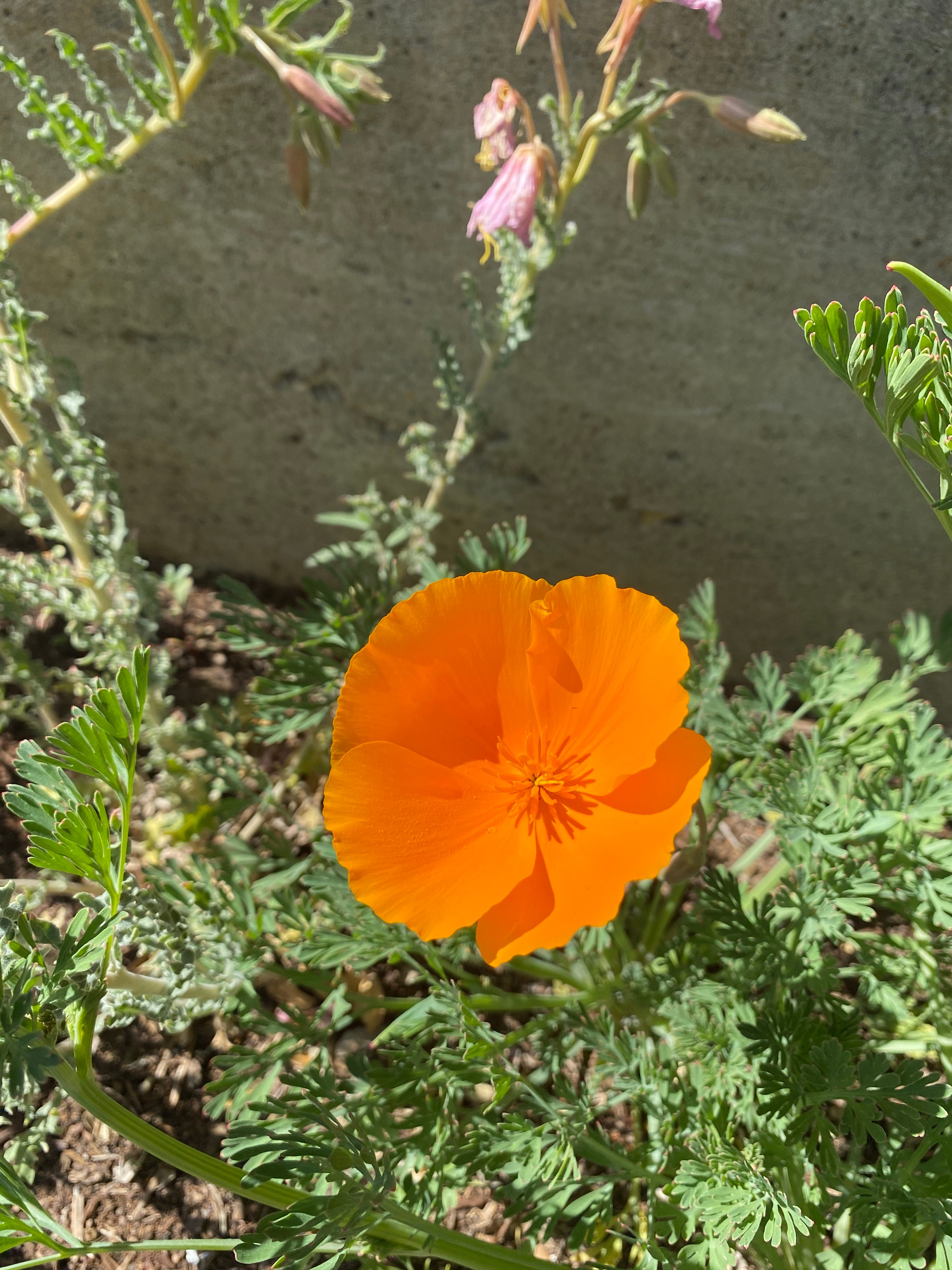 California Golden Poppy | Eschscholzia californica Seeds
