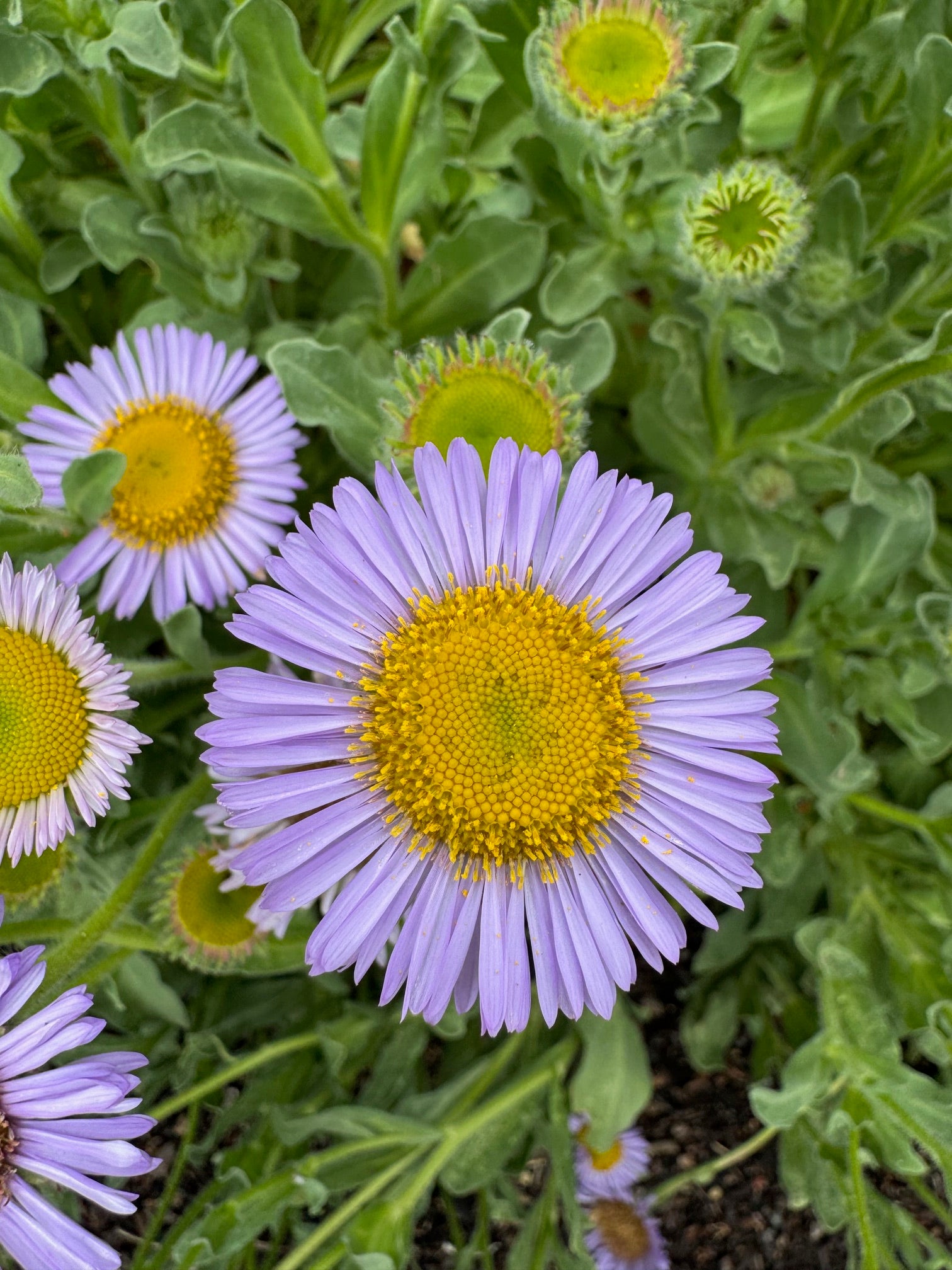 Seaside Daisy | Erigeron glaucus seeds