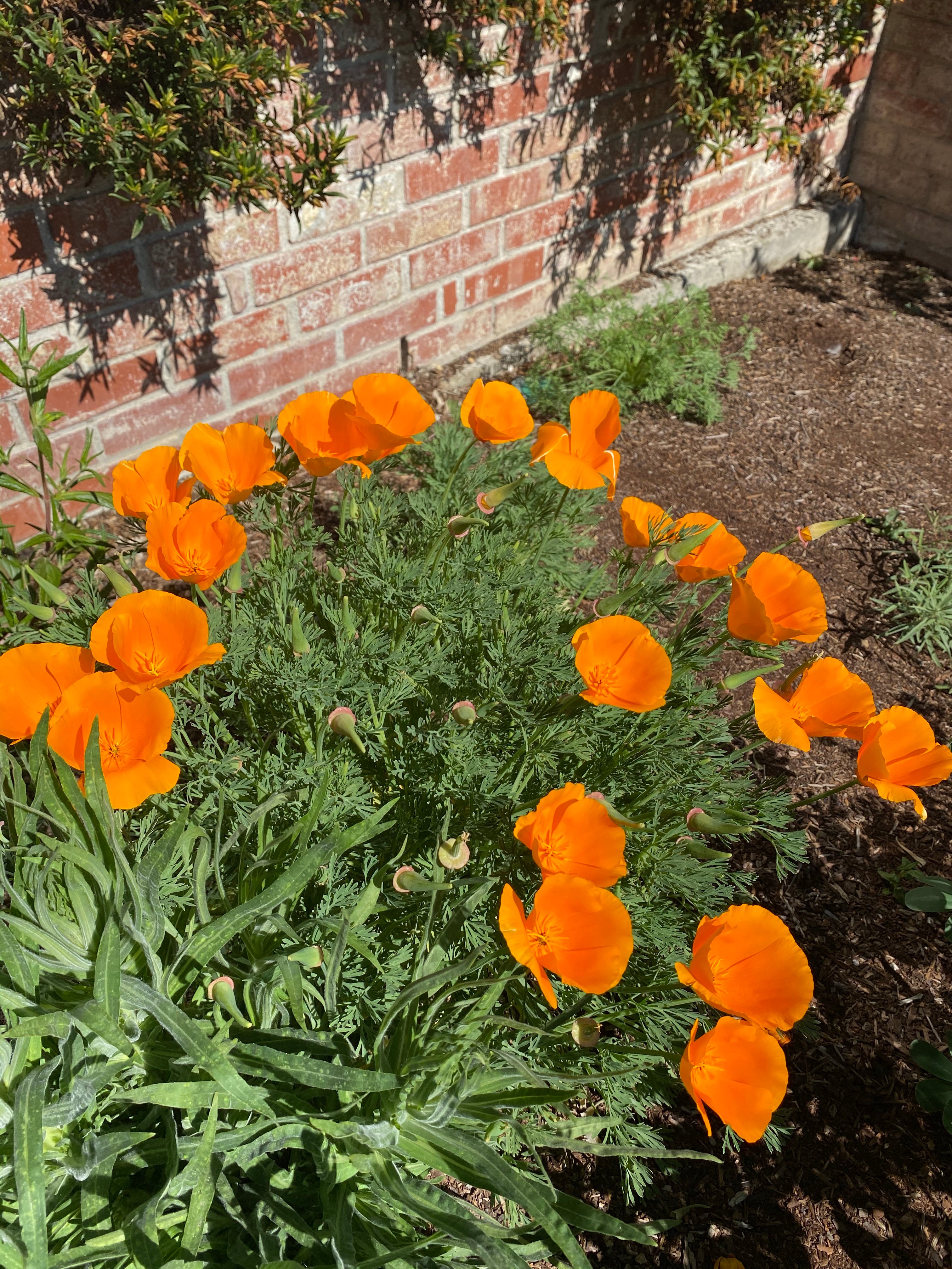 California Golden Poppy | Eschscholzia californica Seeds