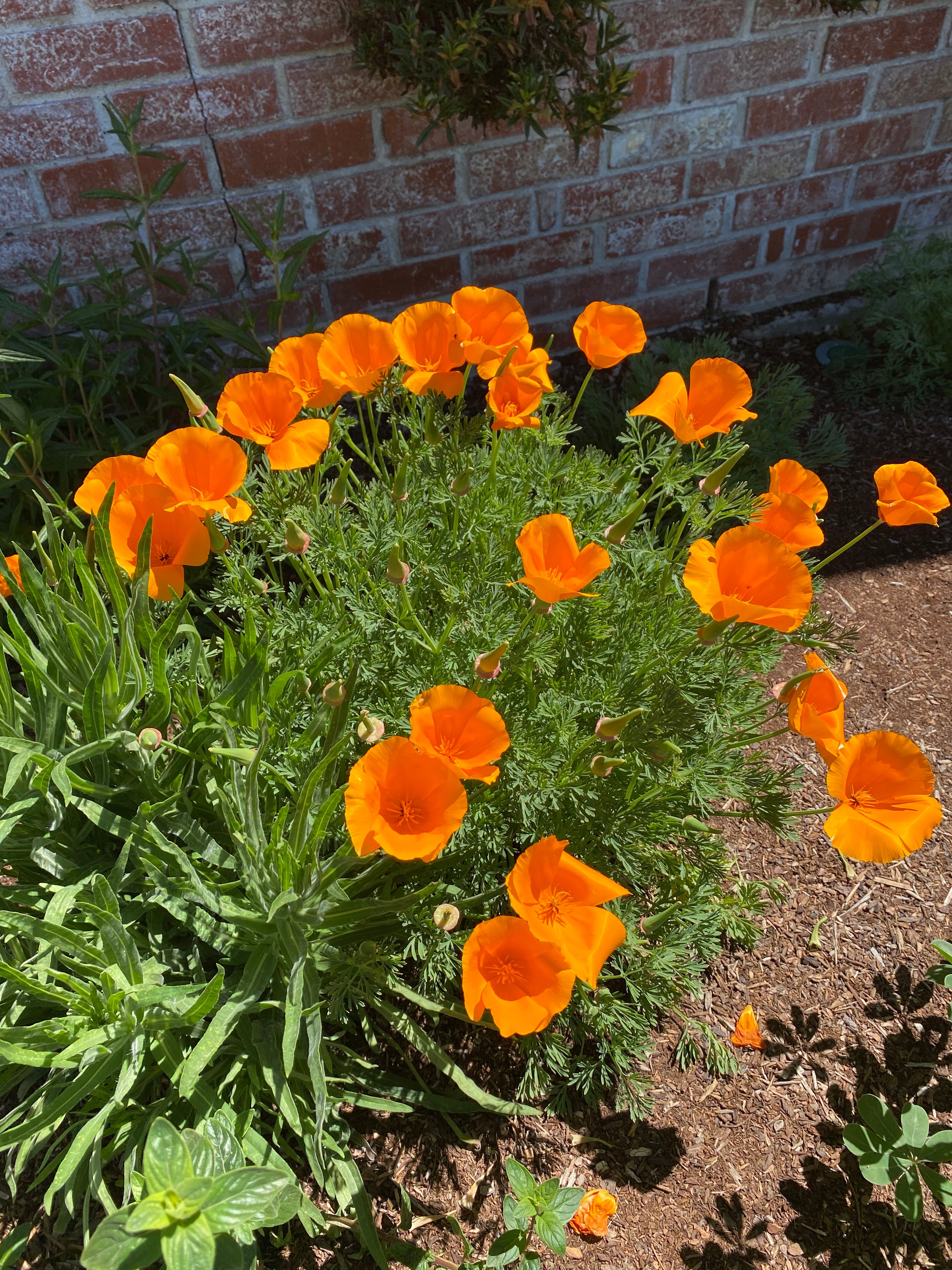 California Golden Poppy | Eschscholzia californica Seeds