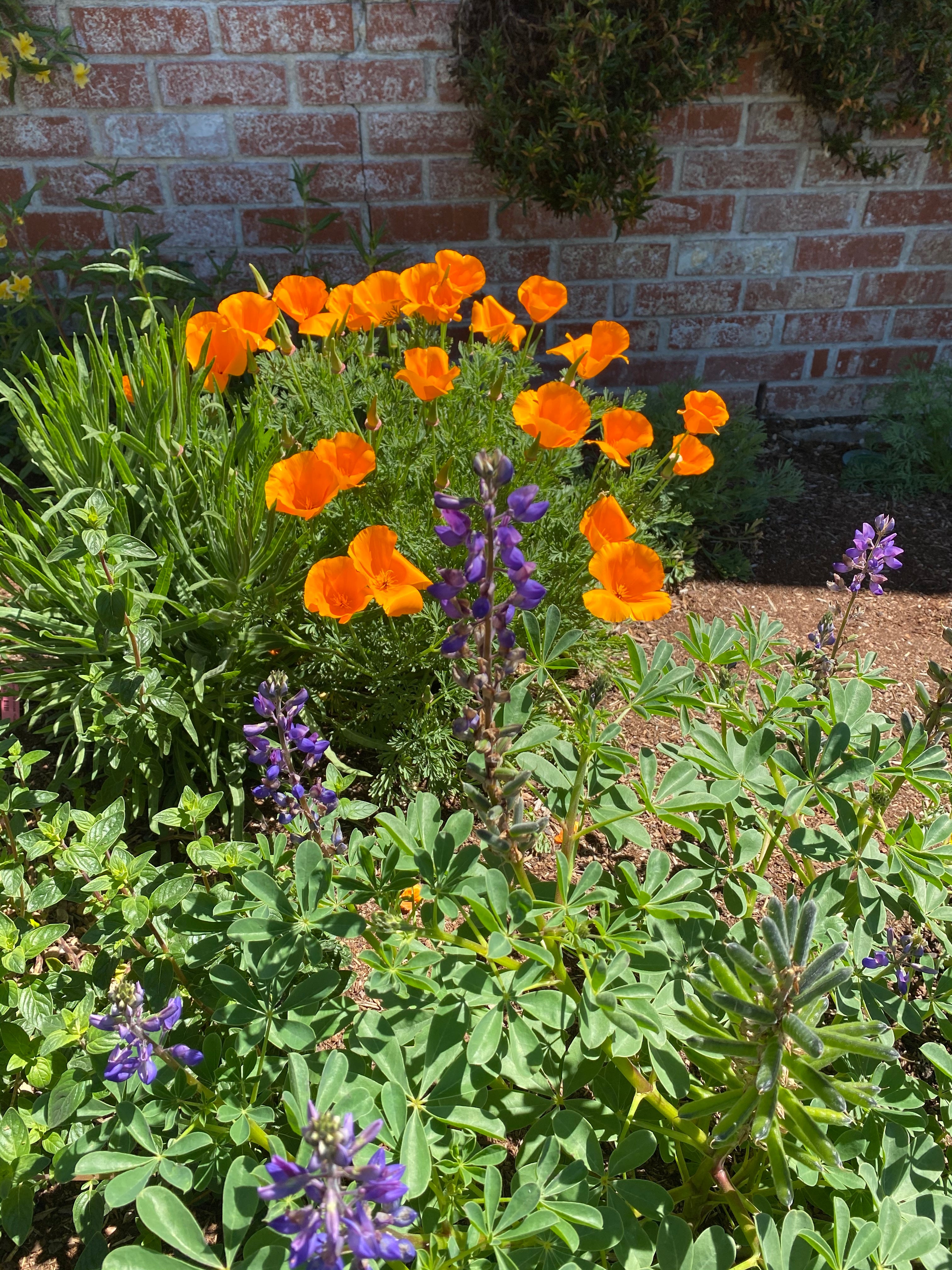 California Golden Poppy | Eschscholzia californica Seeds