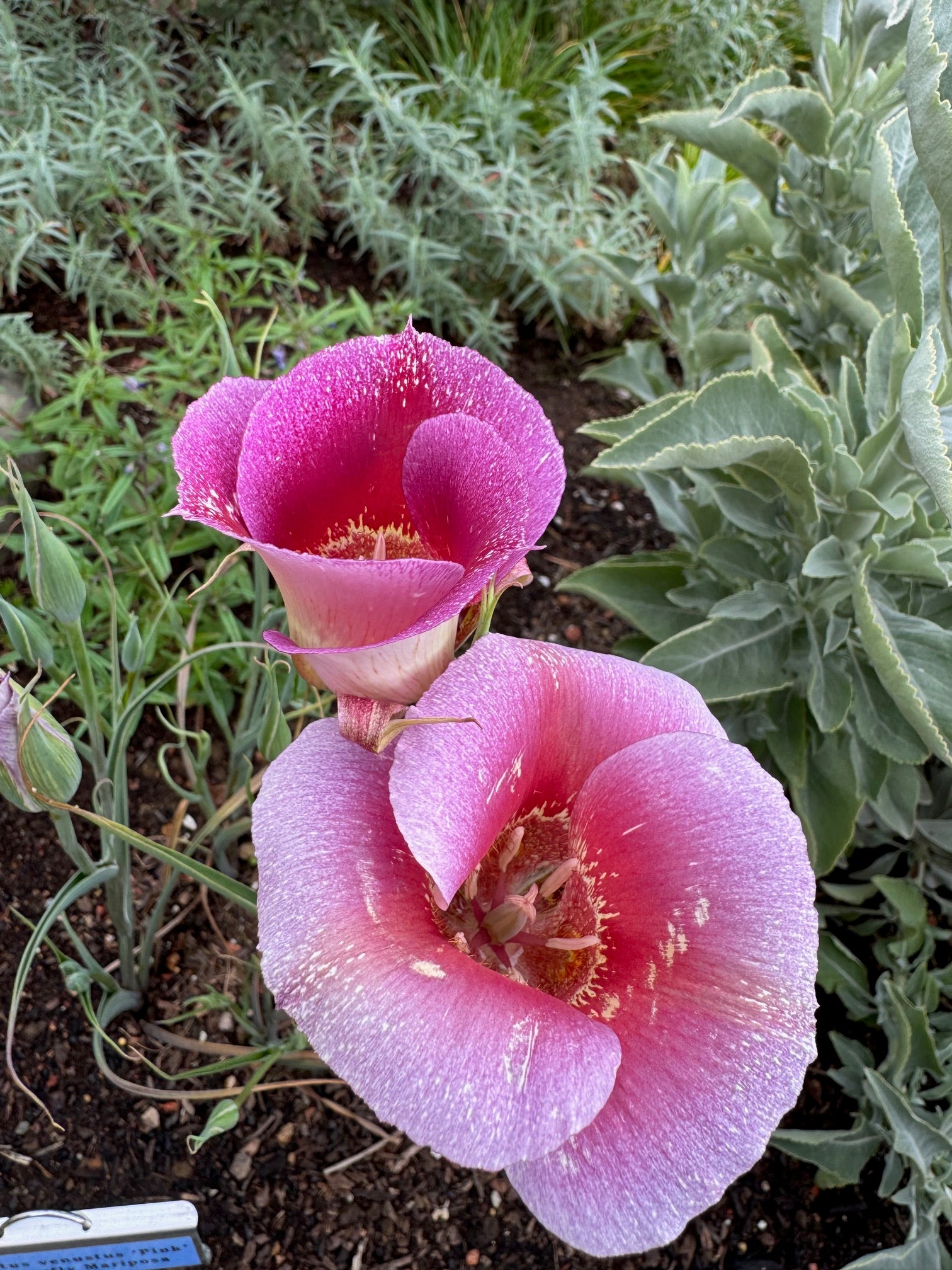 Pink Butterfly Mariposa Lily | Calochortus Venustus 'Pink' Seeds